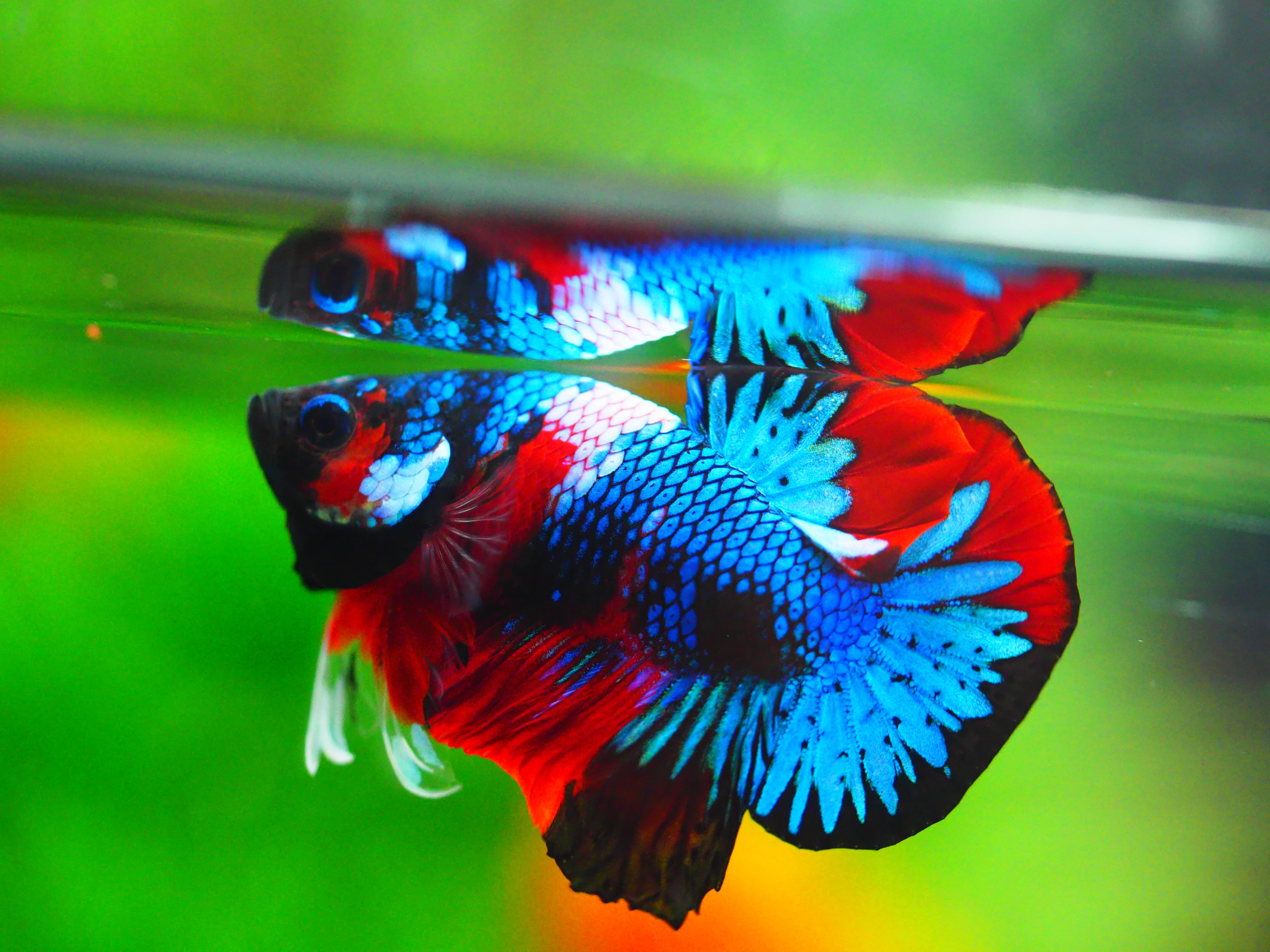 HMPK KOI GALAXY MALE GRADE A +++
