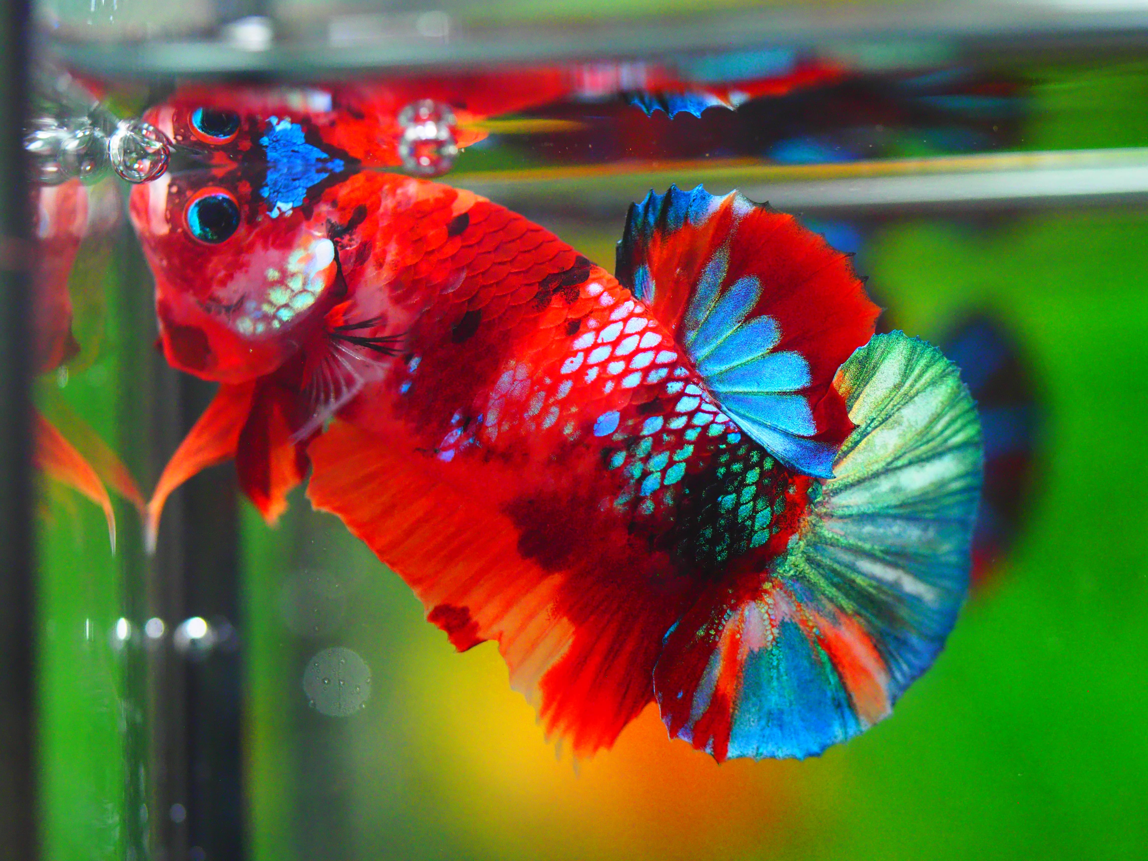 HMPK KOI NEMO GALAXY MALE GRADE A +++