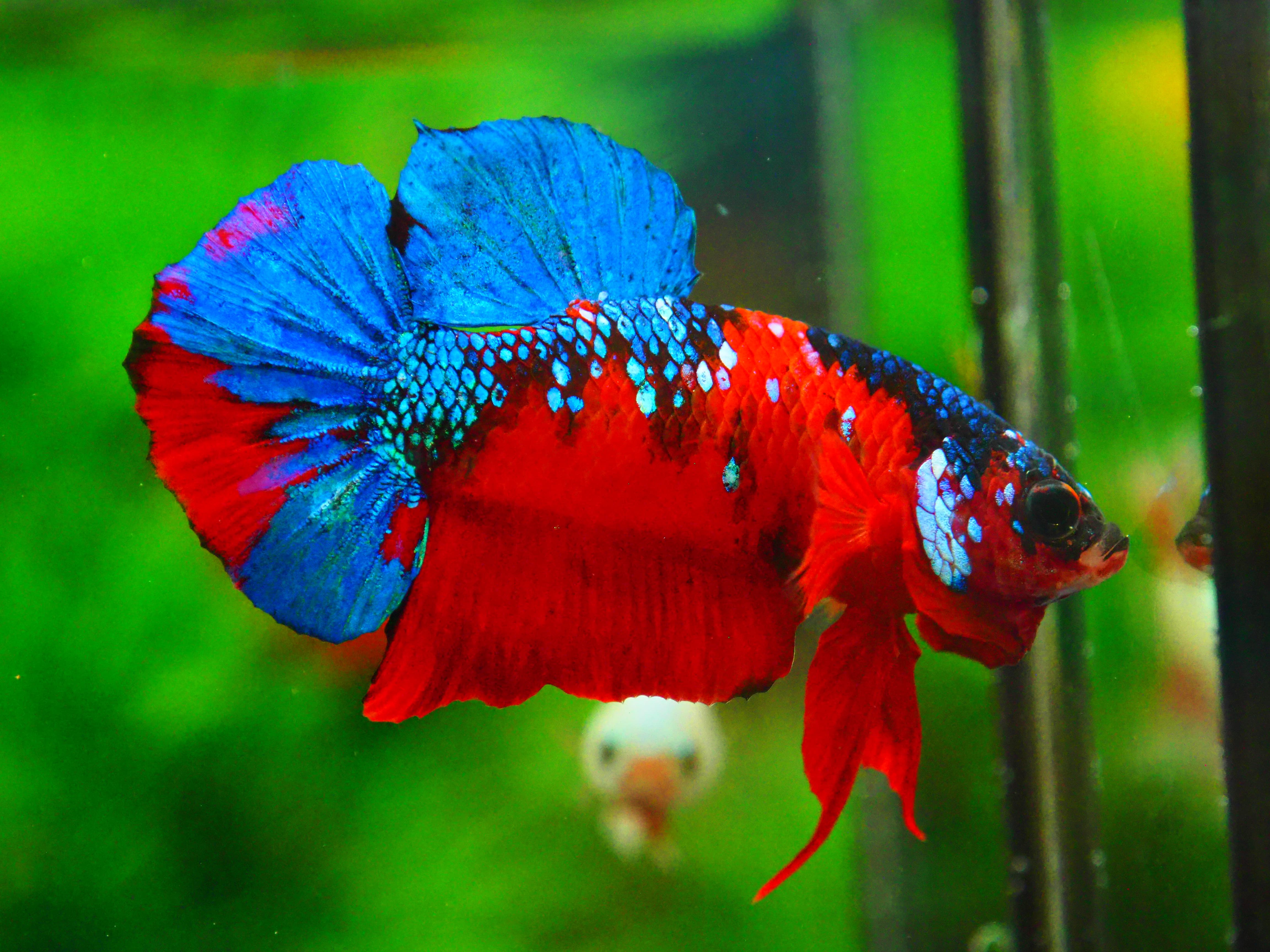 HMPK KOI GALAXY MALE GRADE A +++