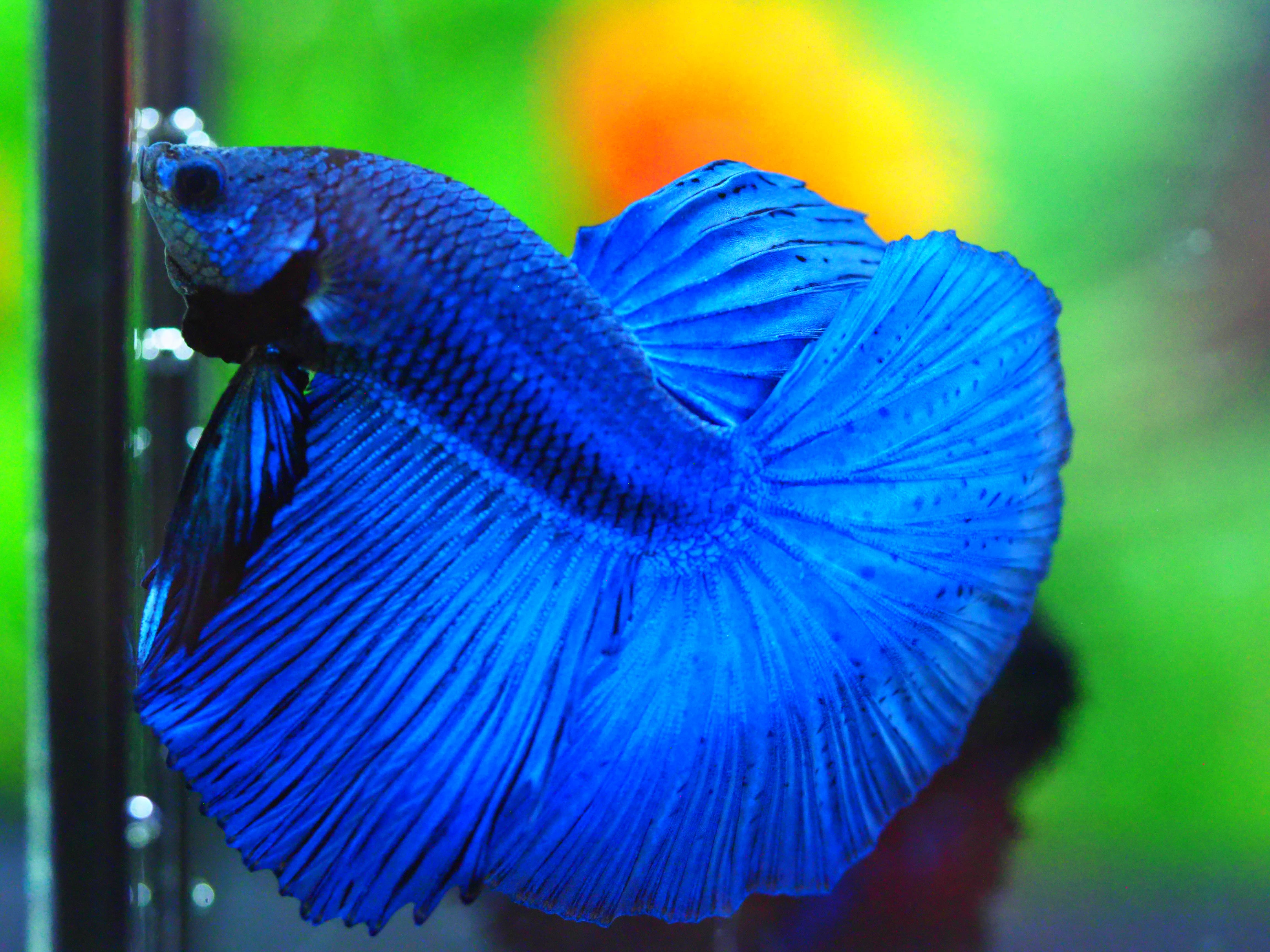 HM FANCY MALE GRADE A +++