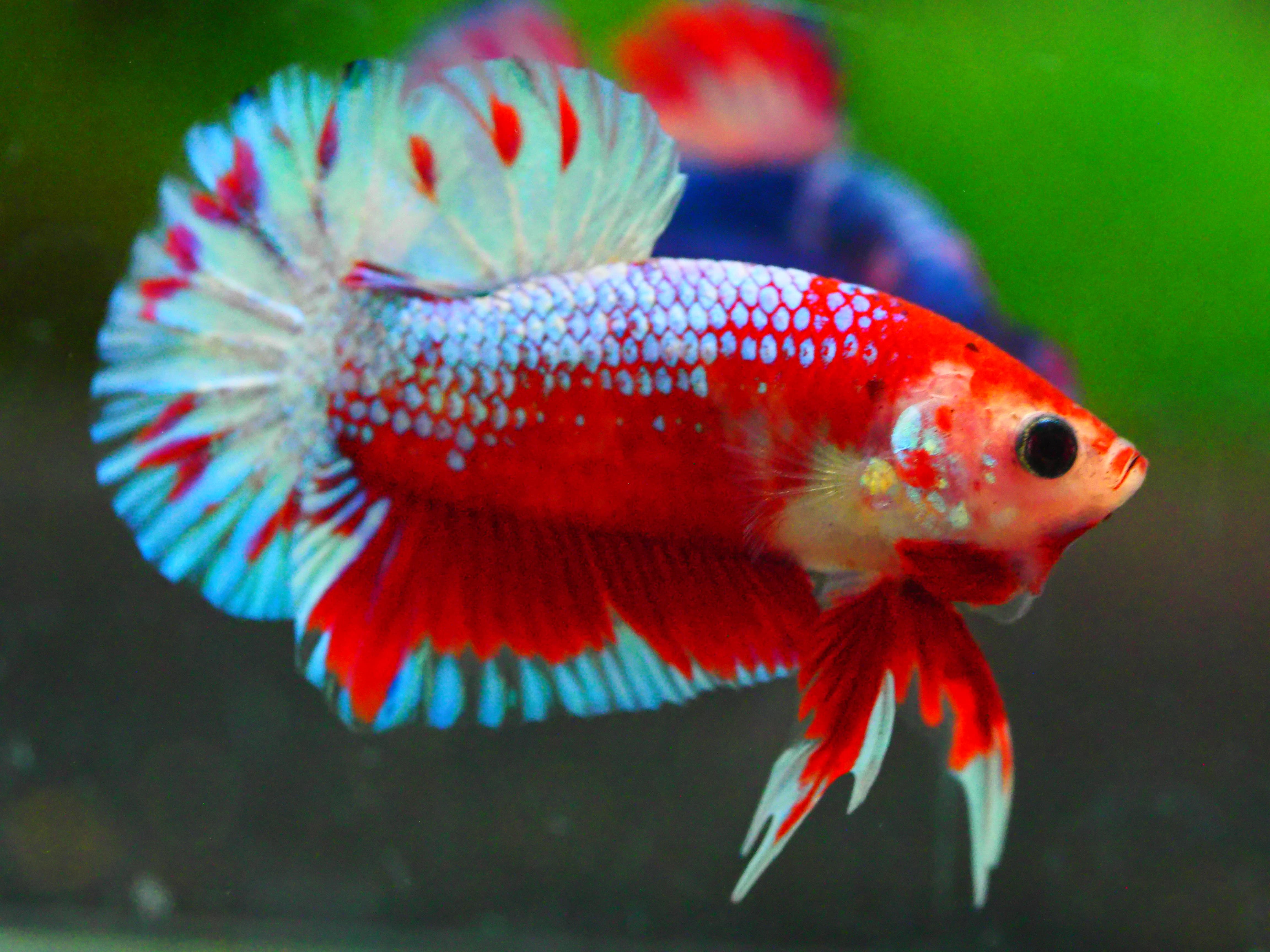 HMPK FANCY MALE GRADE A +++