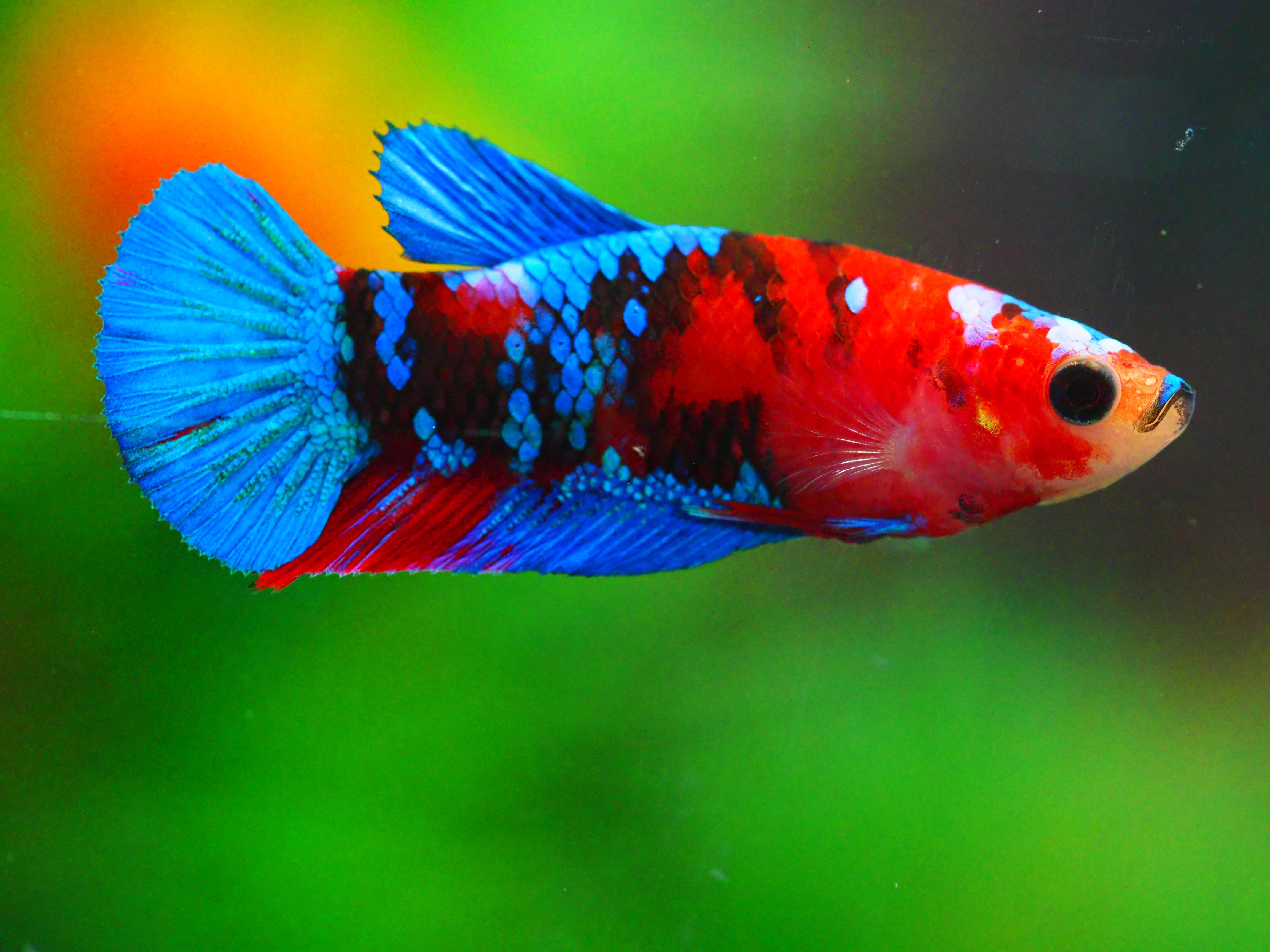 HMPK KOI GALAXY FNMALE GRADE A +++