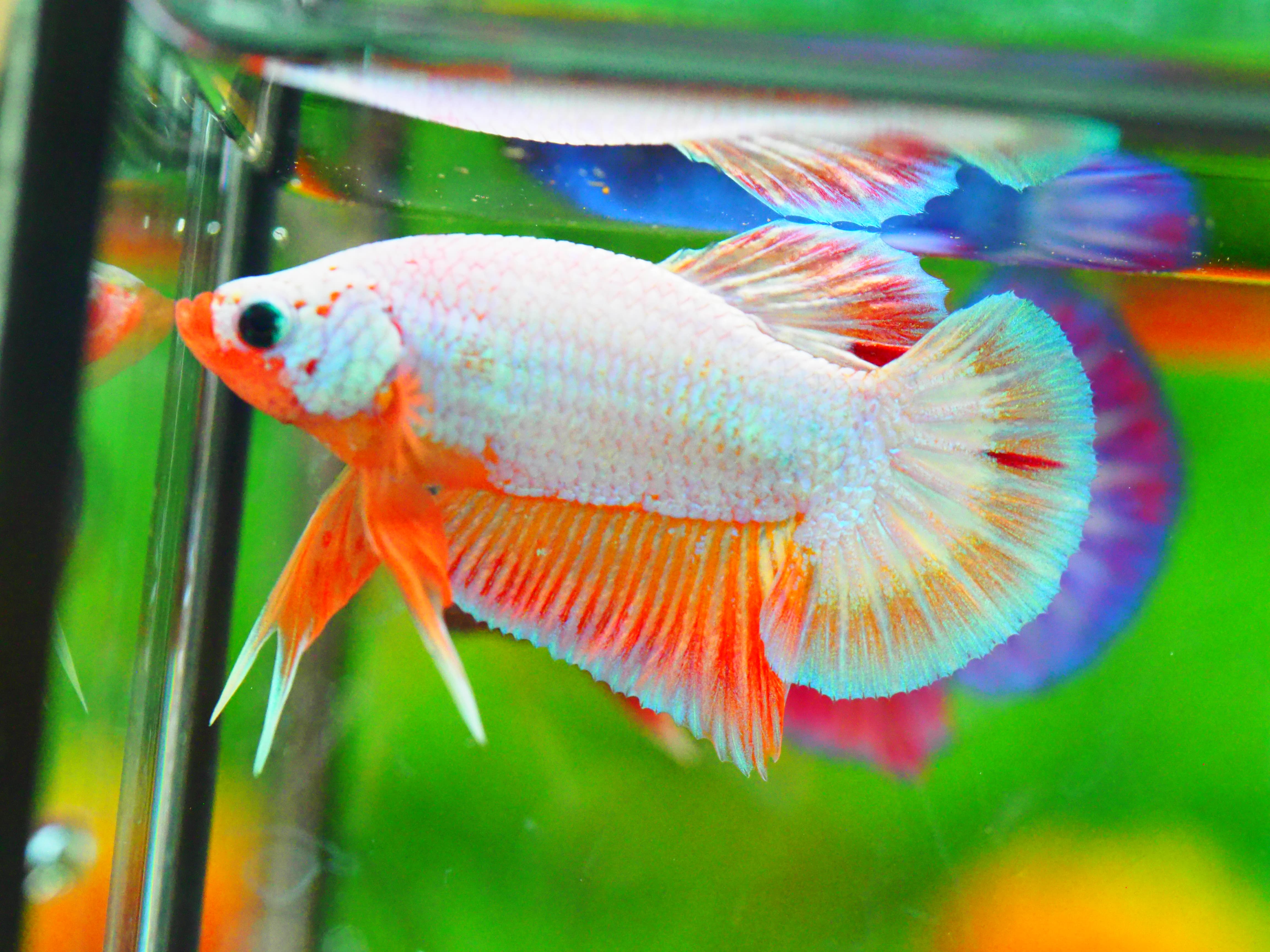 HMPK FANCY MALE GRADE A +++