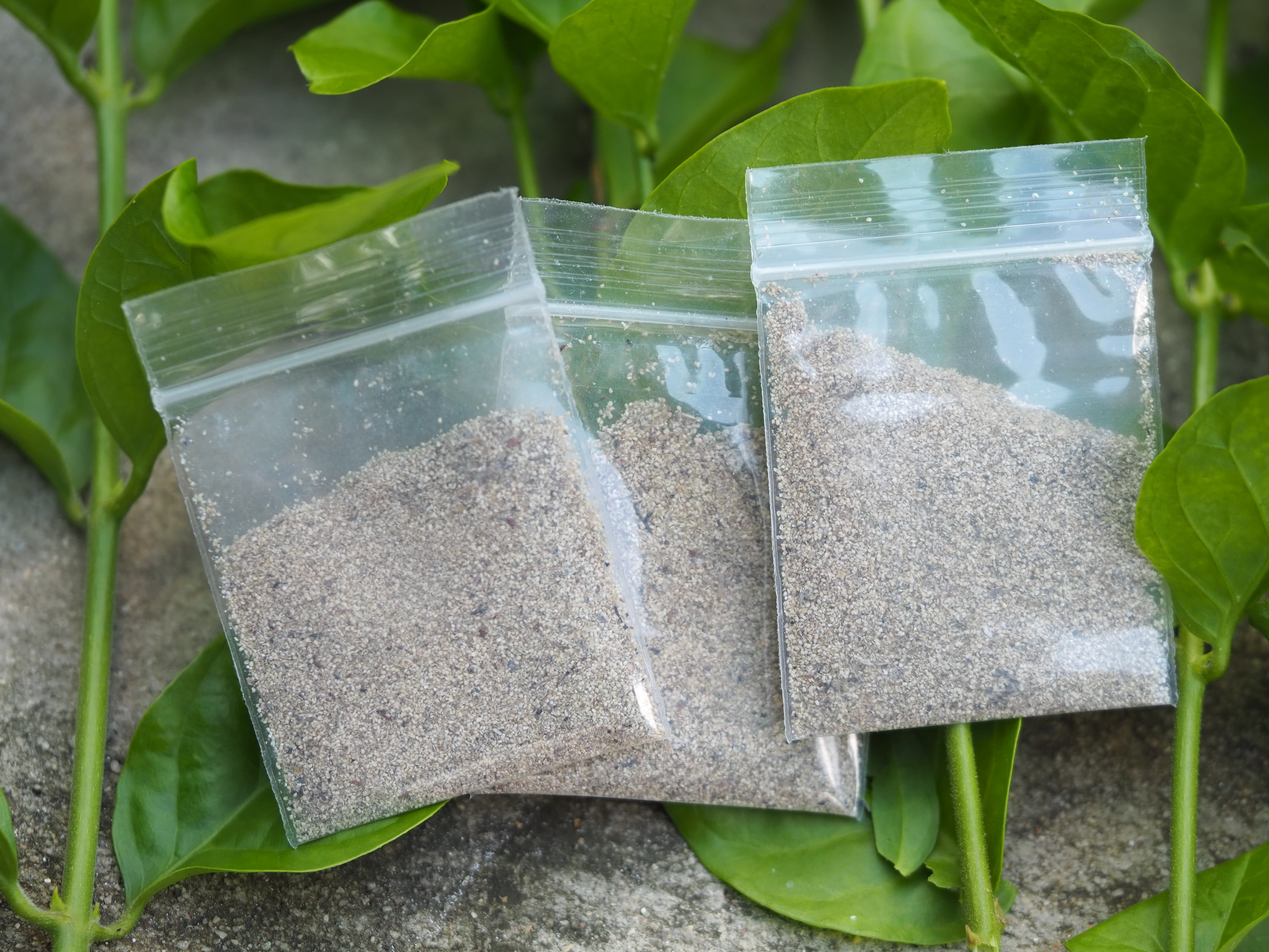 ไข่ไรแดง