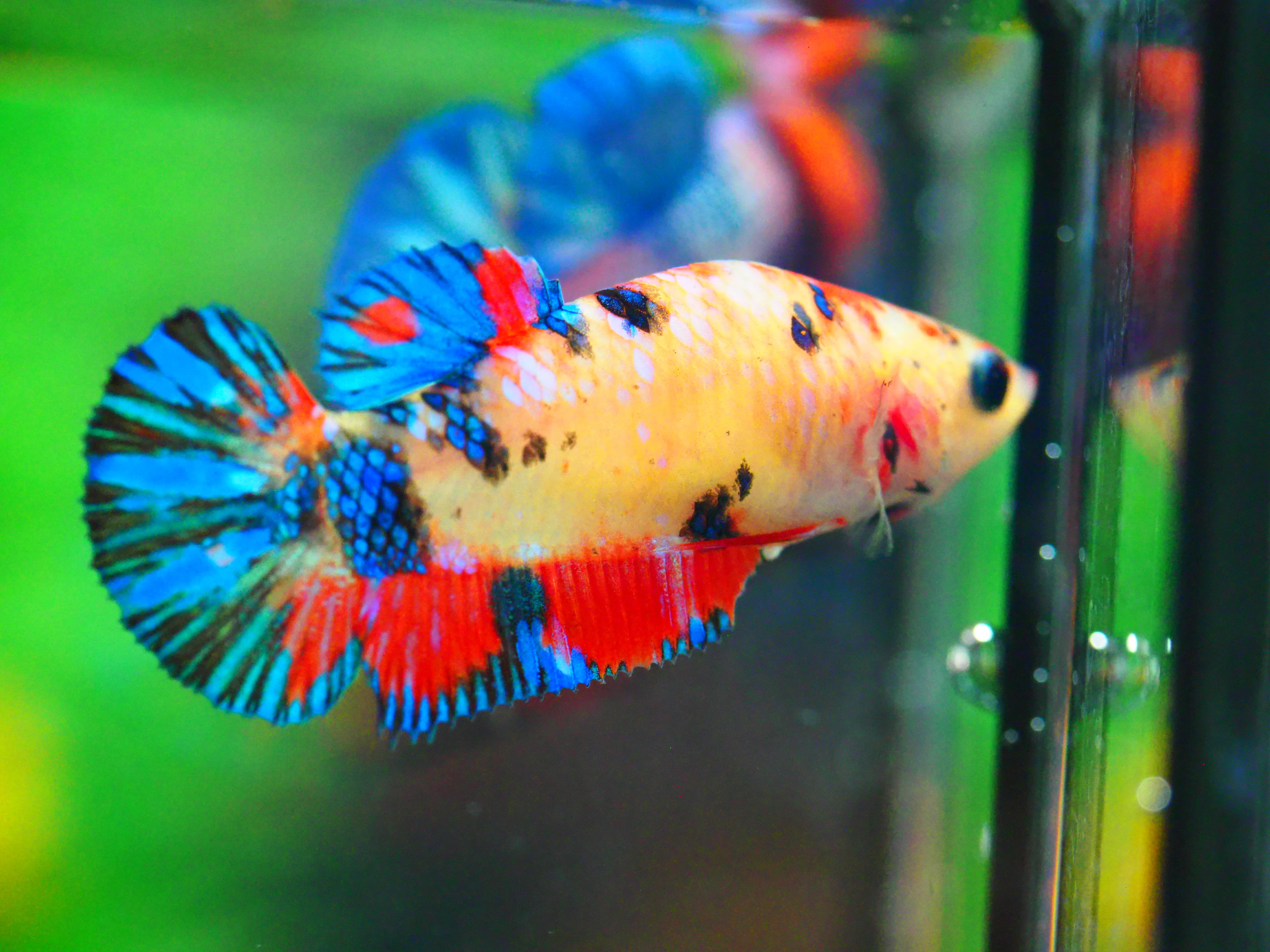 HMPK NEMO GALAXY FNMALE