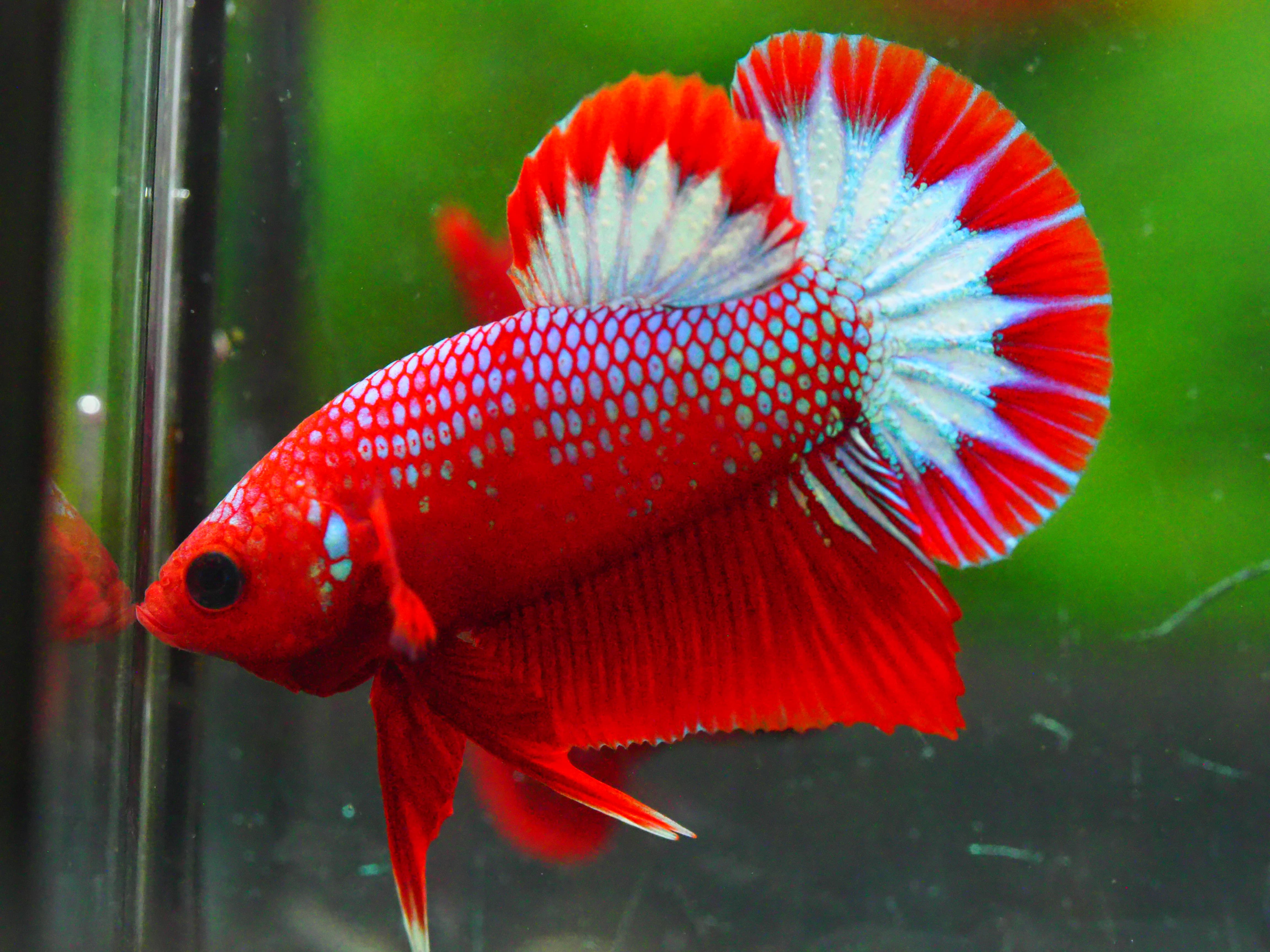 HMPK HELLBOY MALE GRADE A +++