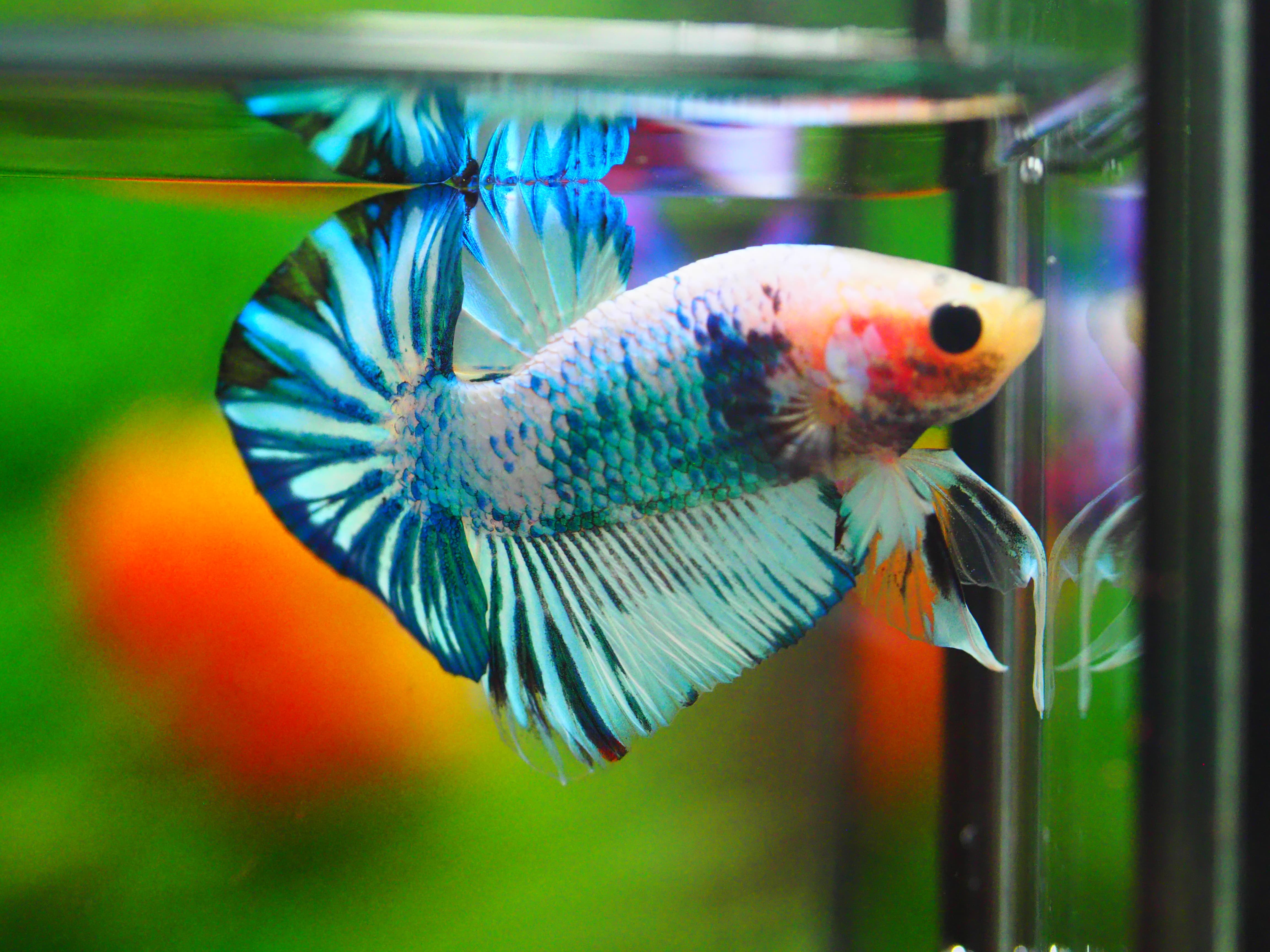 HMPK FANCY MALE GRADE A +++