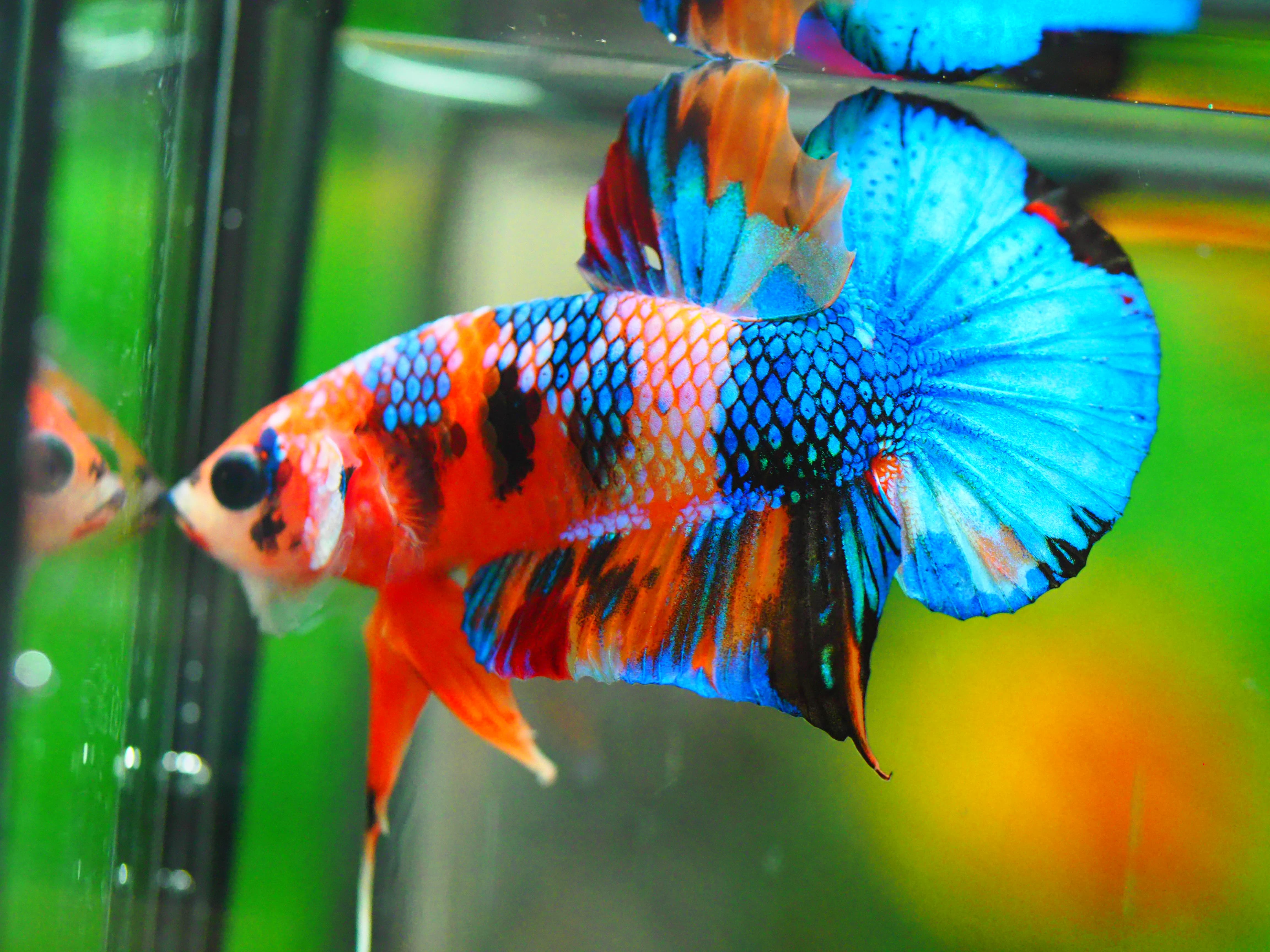 HMPK NEMO GALAXY MALE GRADE A +++