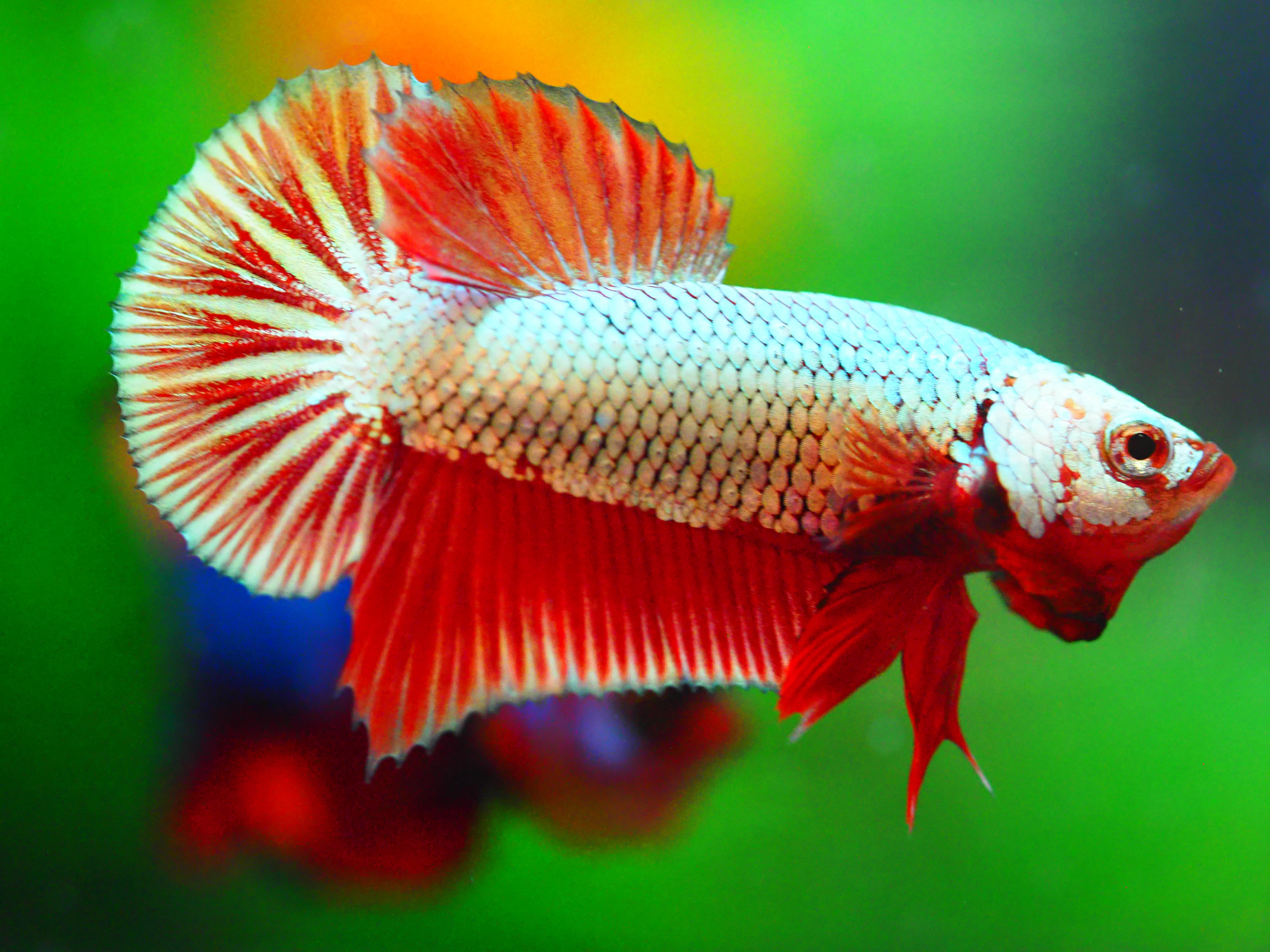 HMPK FANCY MALE GRADE A +++