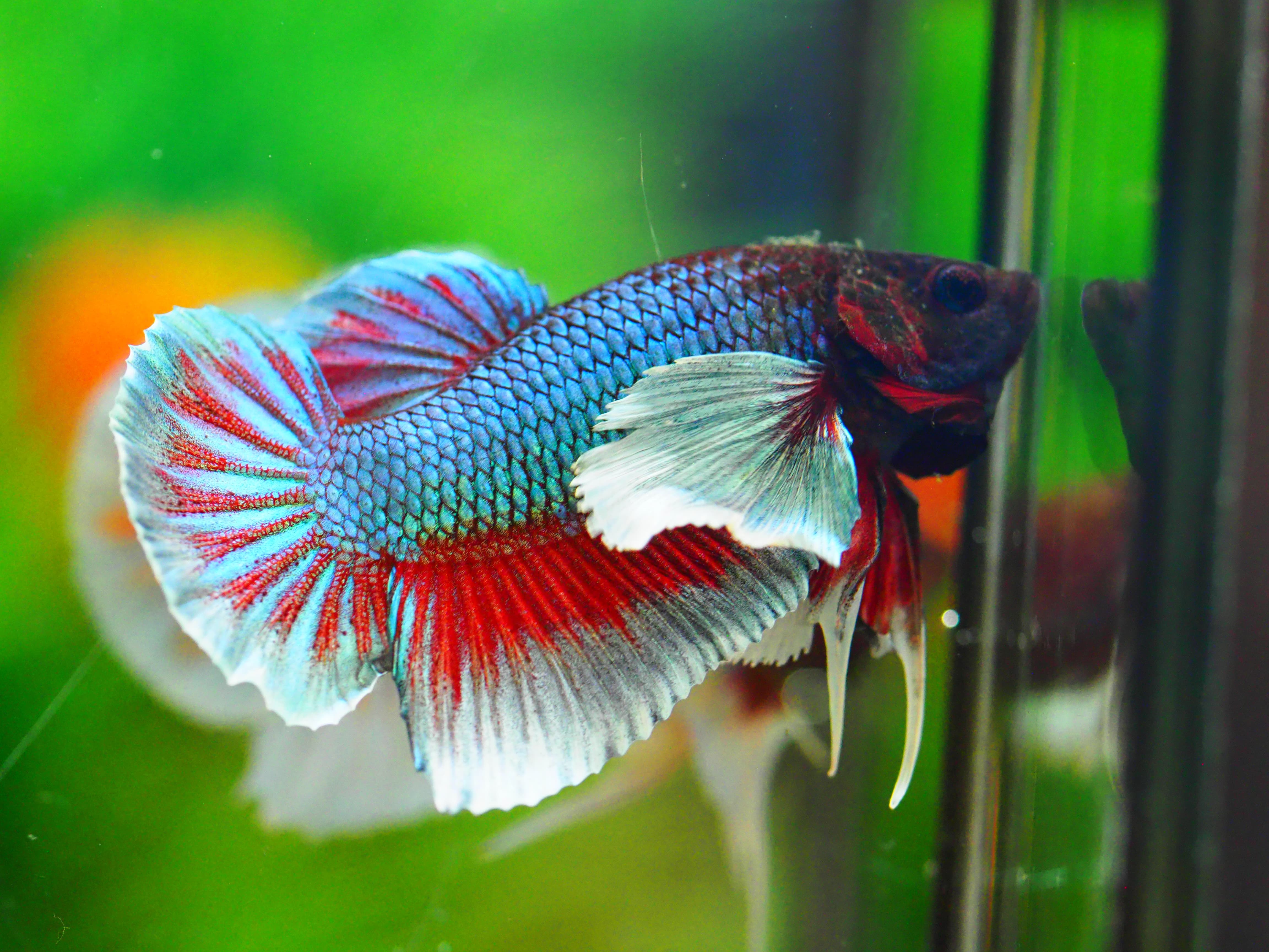 HMPK DUMBO MALE GRADE A +++