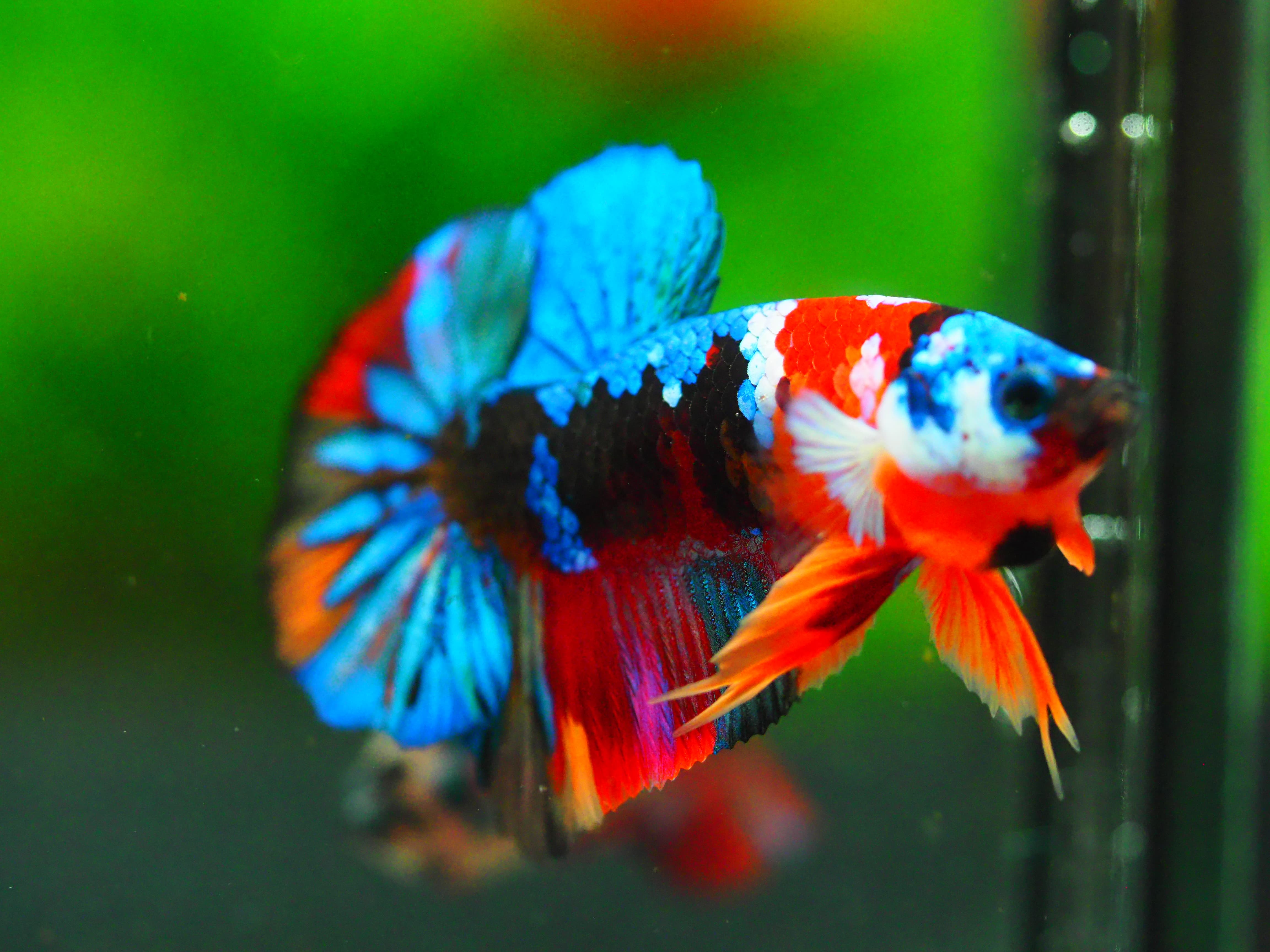 HMPK KOI GALAXY MALE GRADE A +++