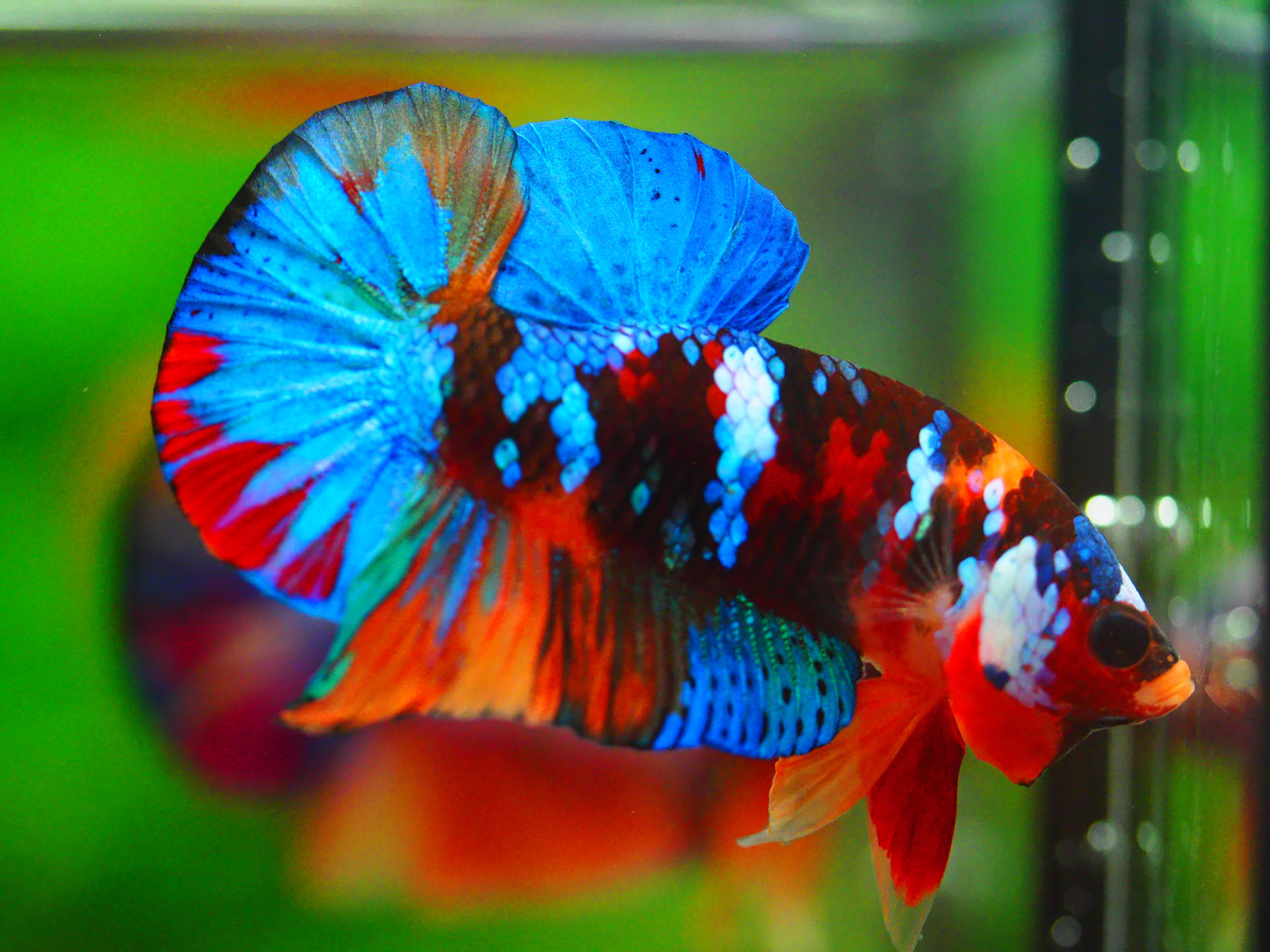 HMPK NEMO GALAXY MALE GRADE A +++