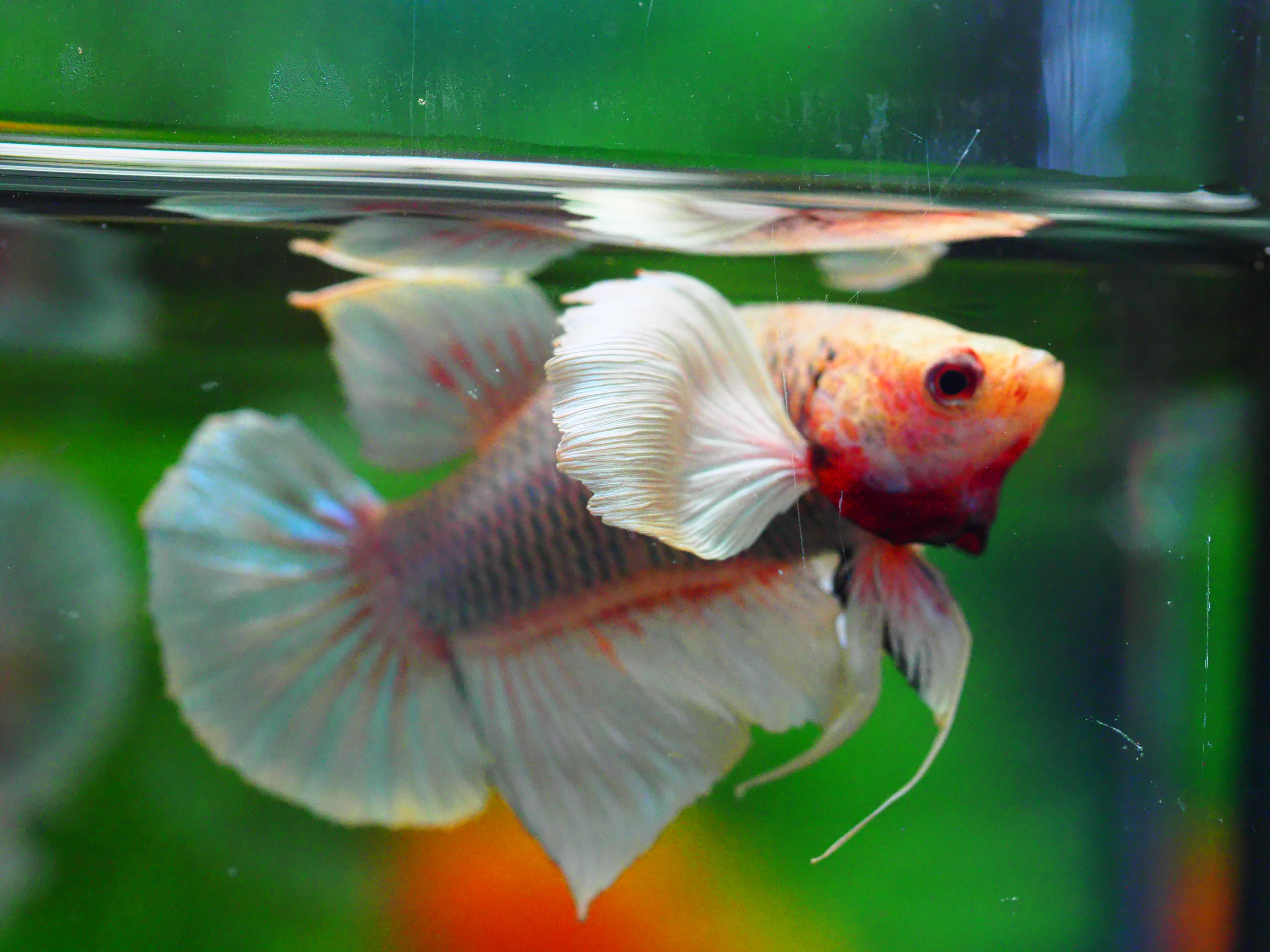 HMPK DUMBO MALE GRADE C +++