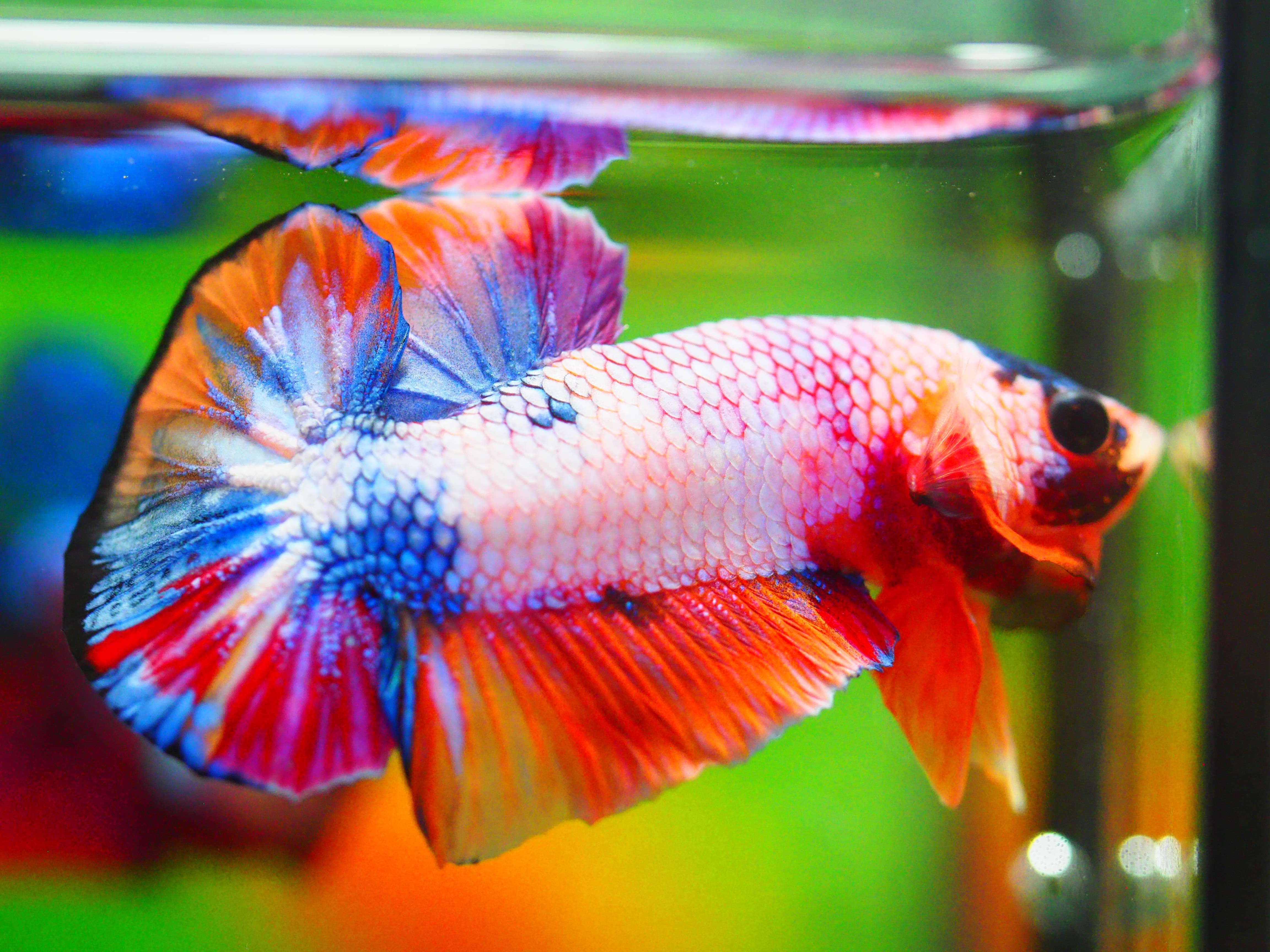 HMPK KOI FANCY MALE GRADE A +++