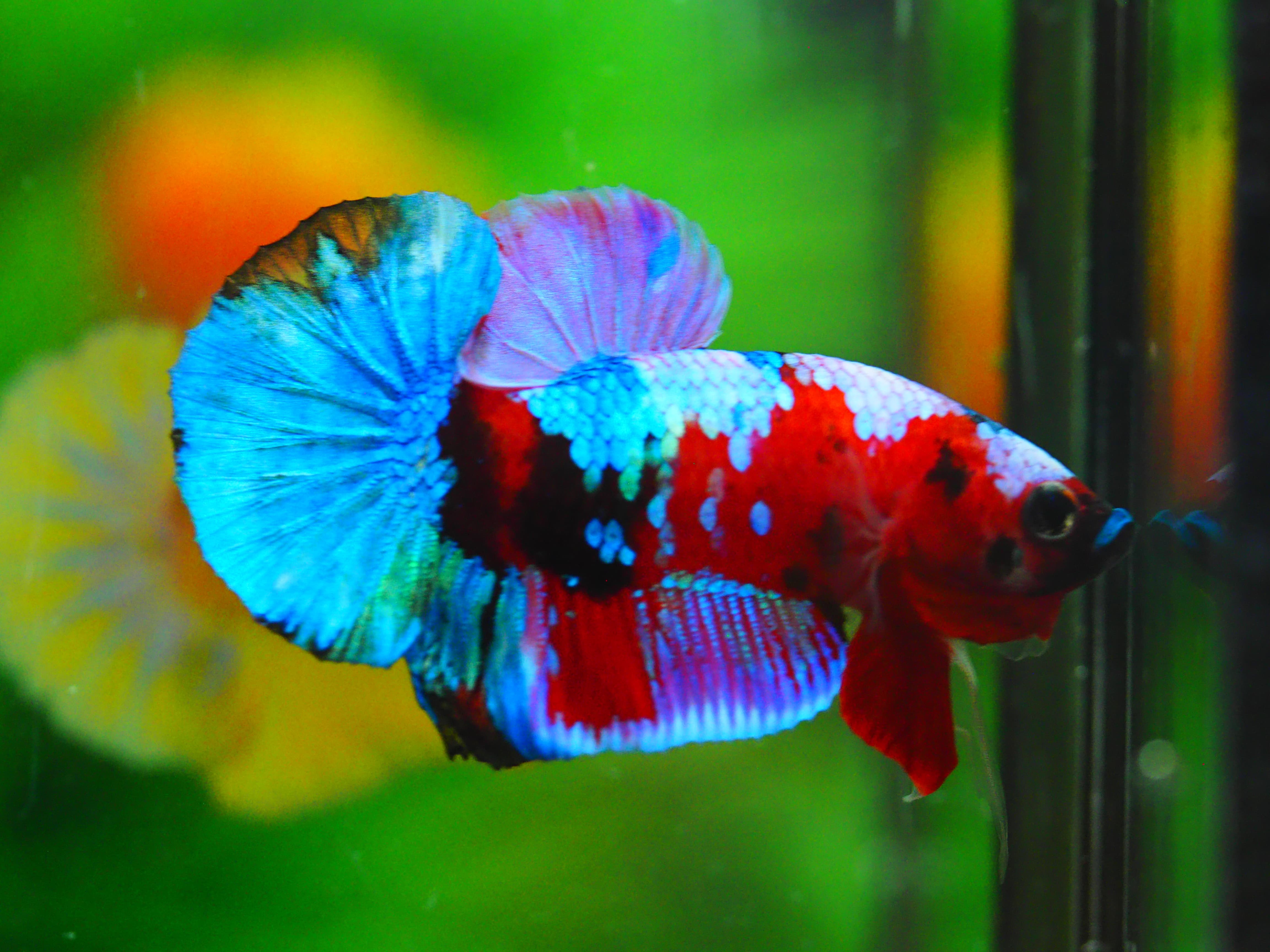 HMPK KOI GALAXY MALE GRADE A++