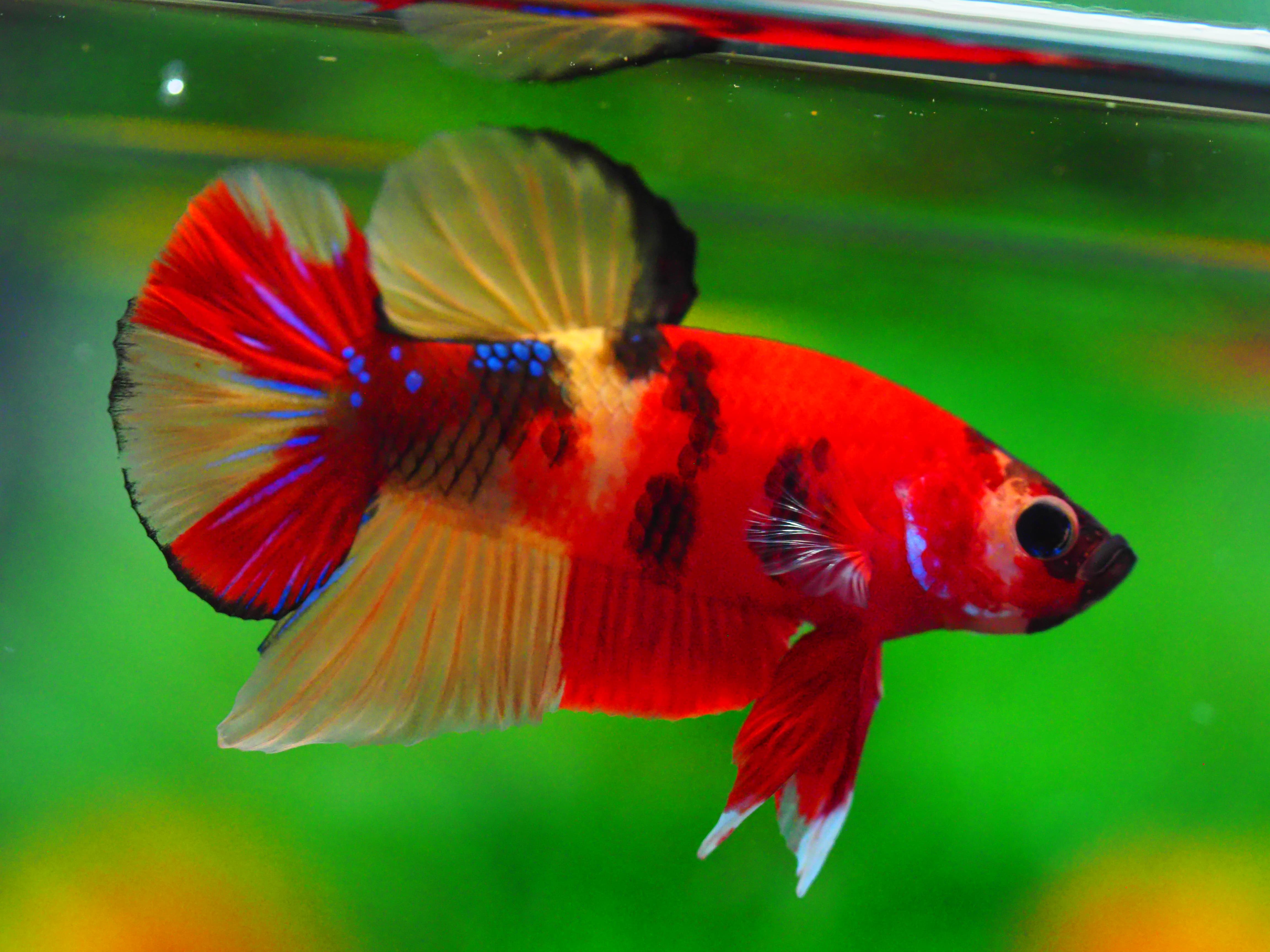 HMPK NEMO MALE GRADE A +++