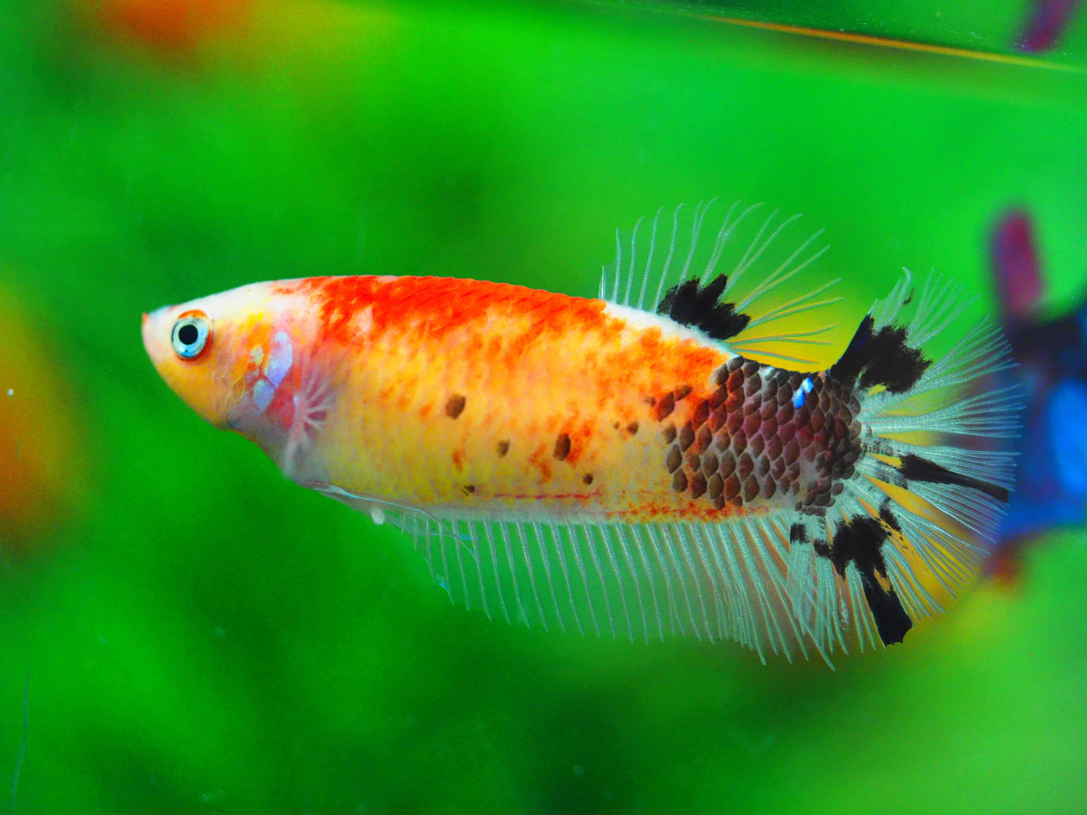 HMPK KOI GLAXY GRADE A++ FEMALE