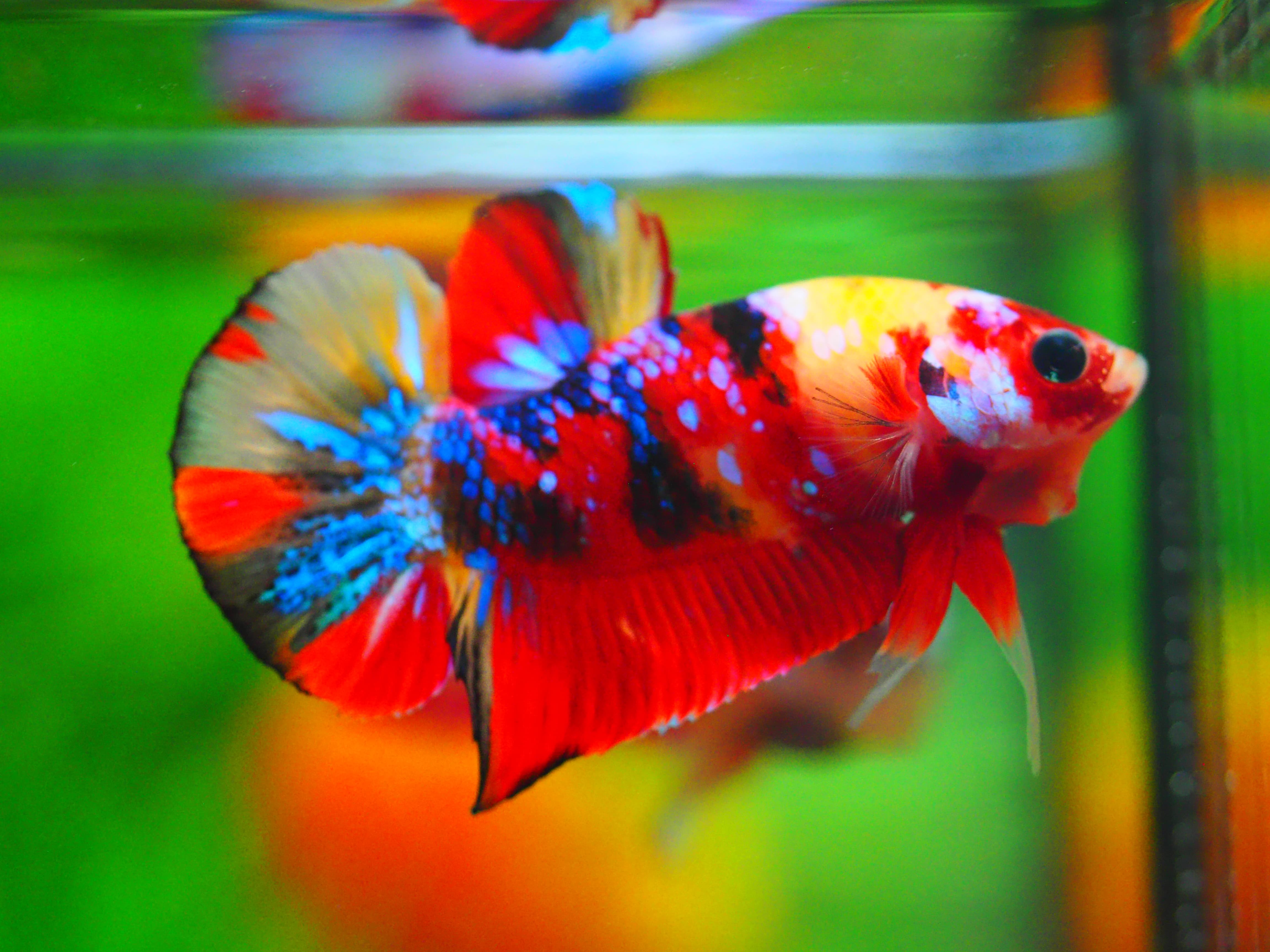 HMPK NEMO GALAXY MALE GRADE A++
