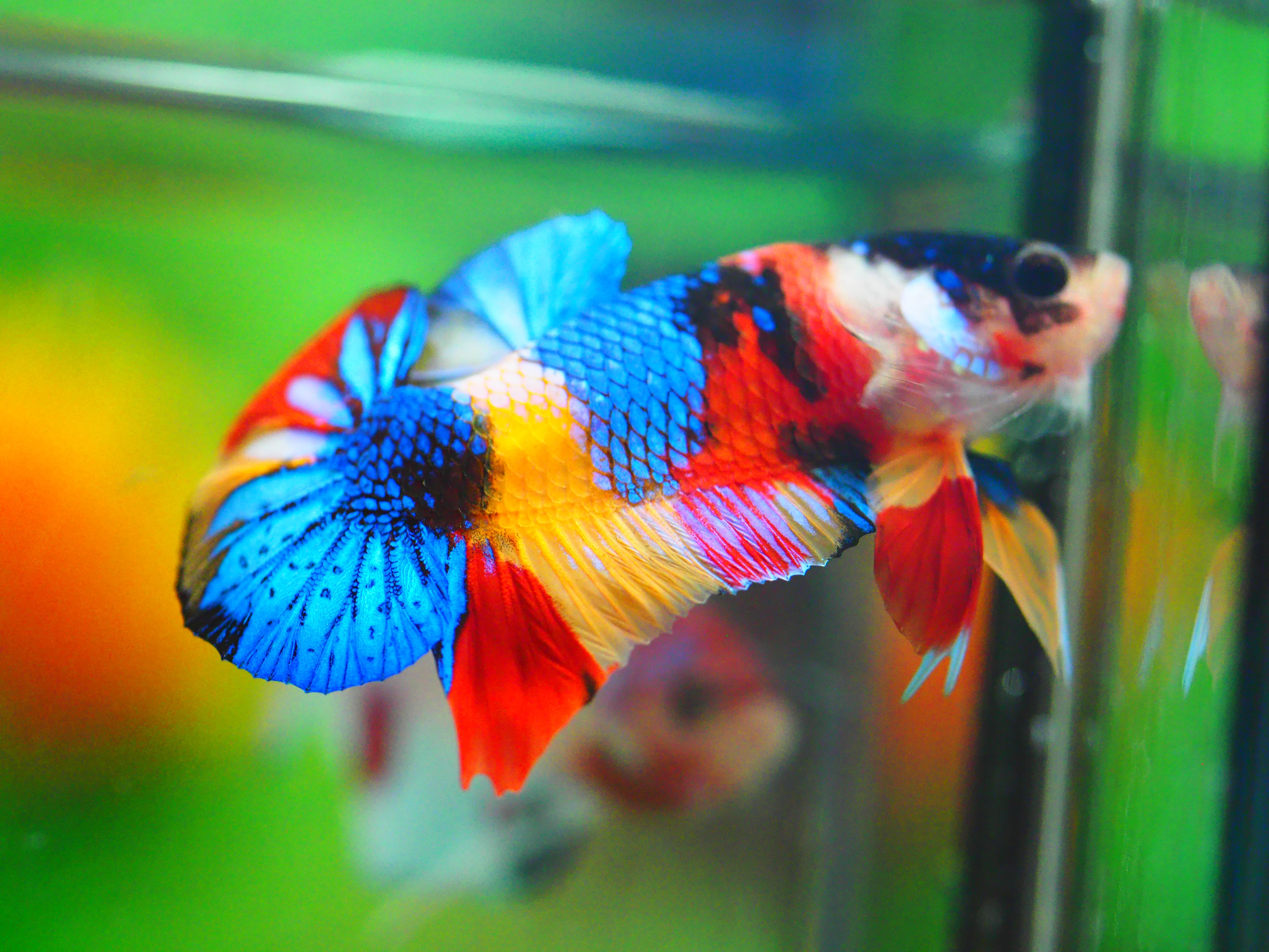 HMPK CANDY MALE GRADE A +++