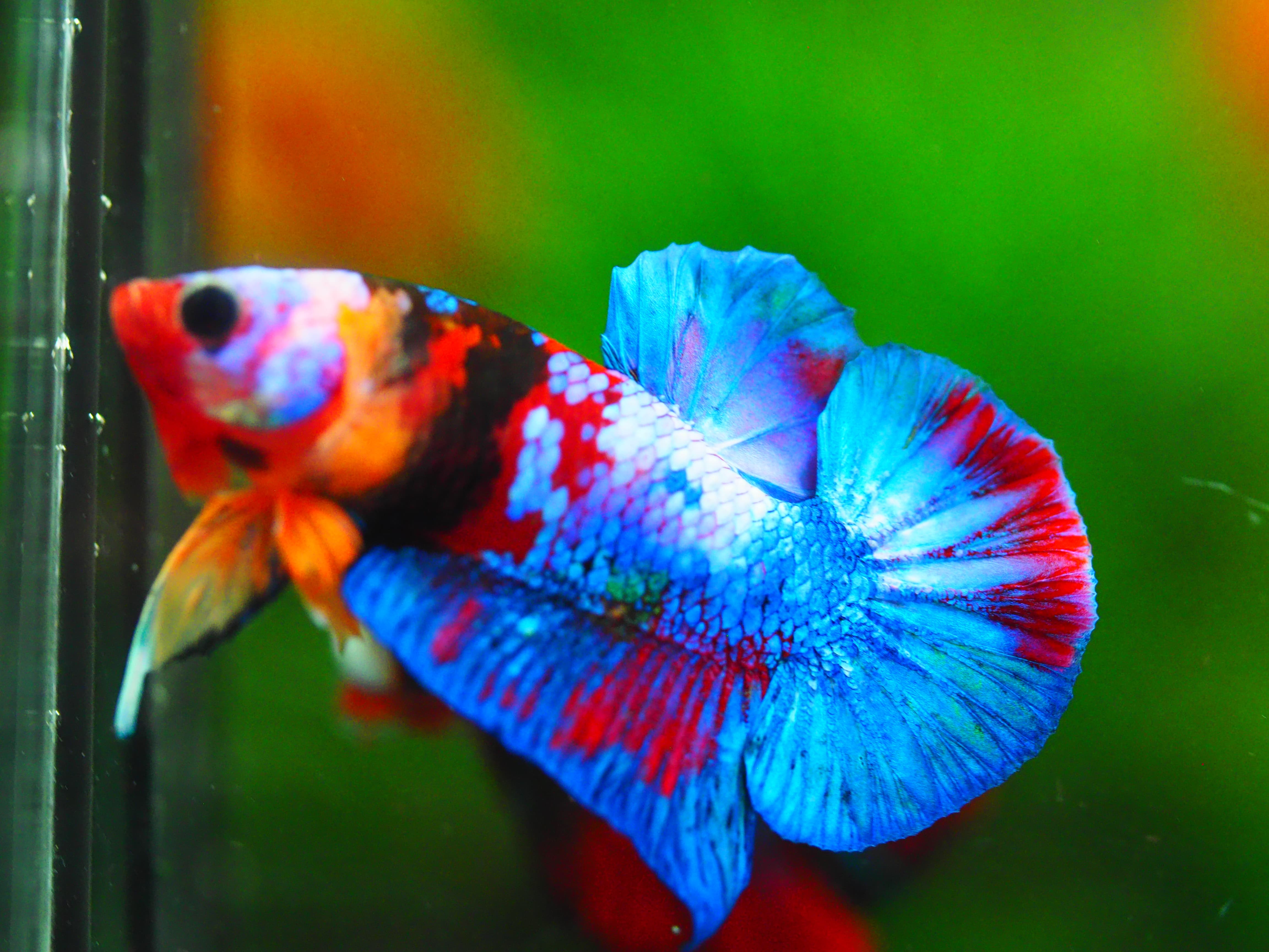 HMPK KOI GALAXY MALE GRADE A++