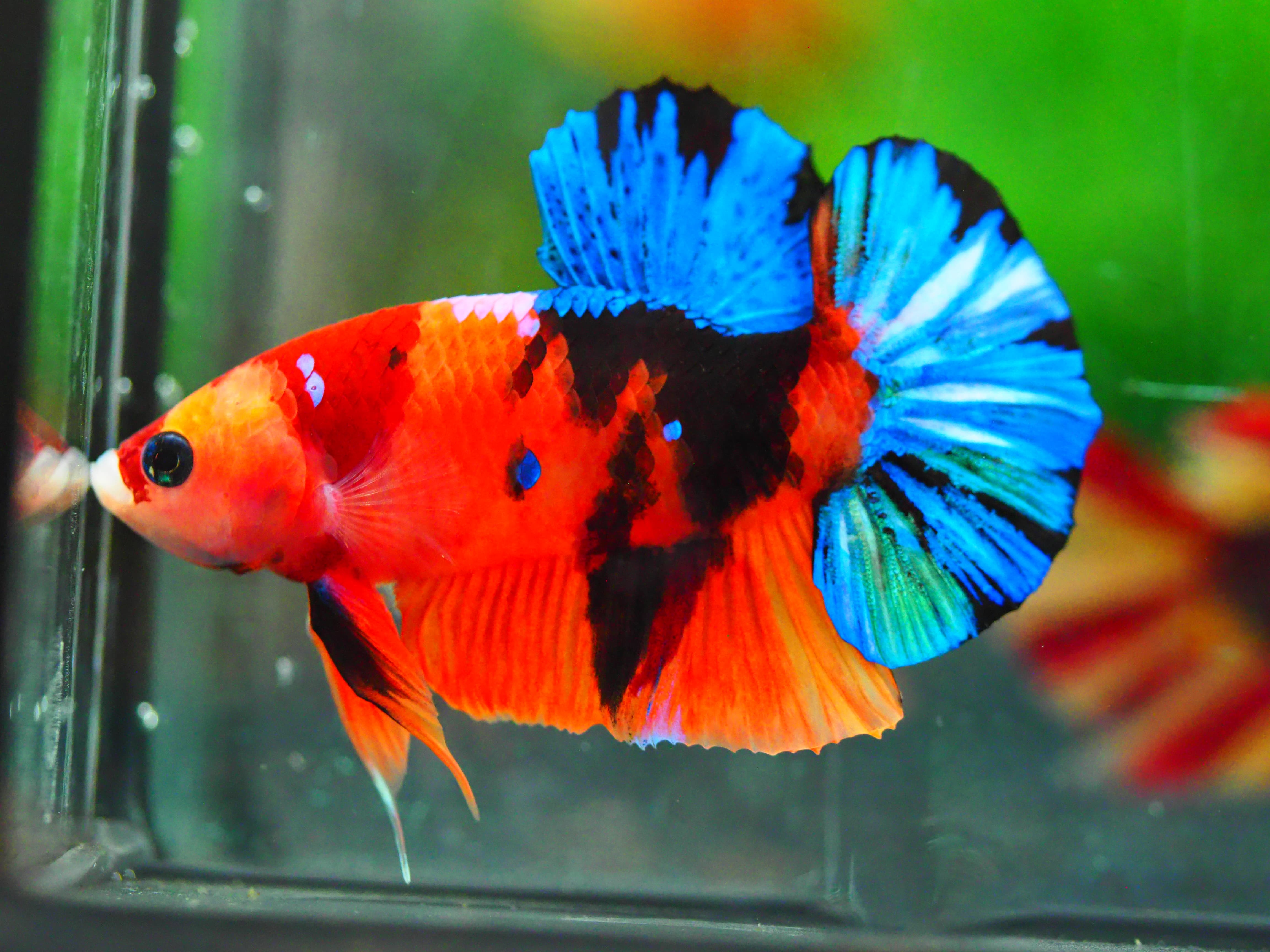 HMPK NEMO GALAXY MALE GRADE A +++