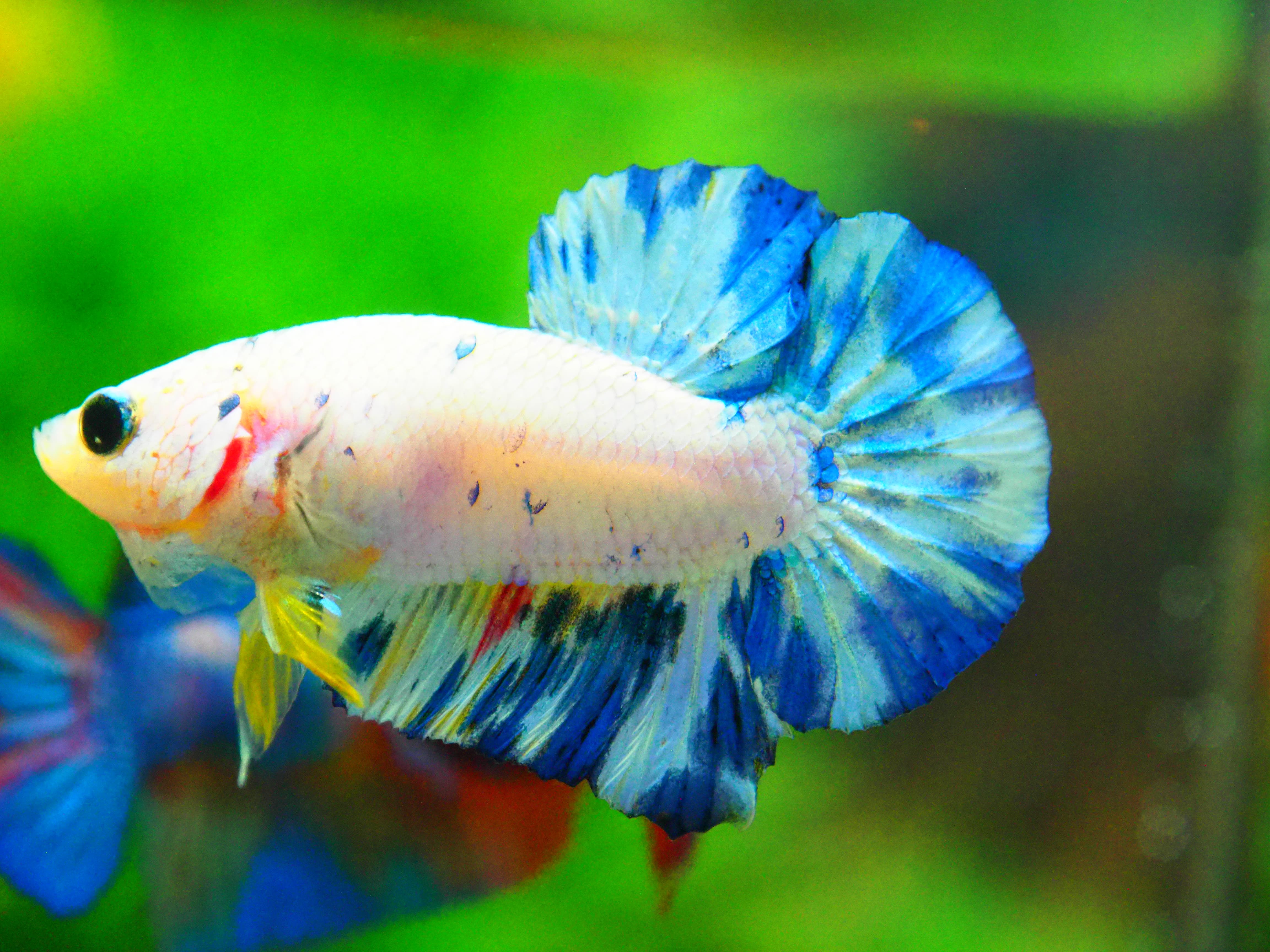 HMPK FANCY MALE GRADE A +++