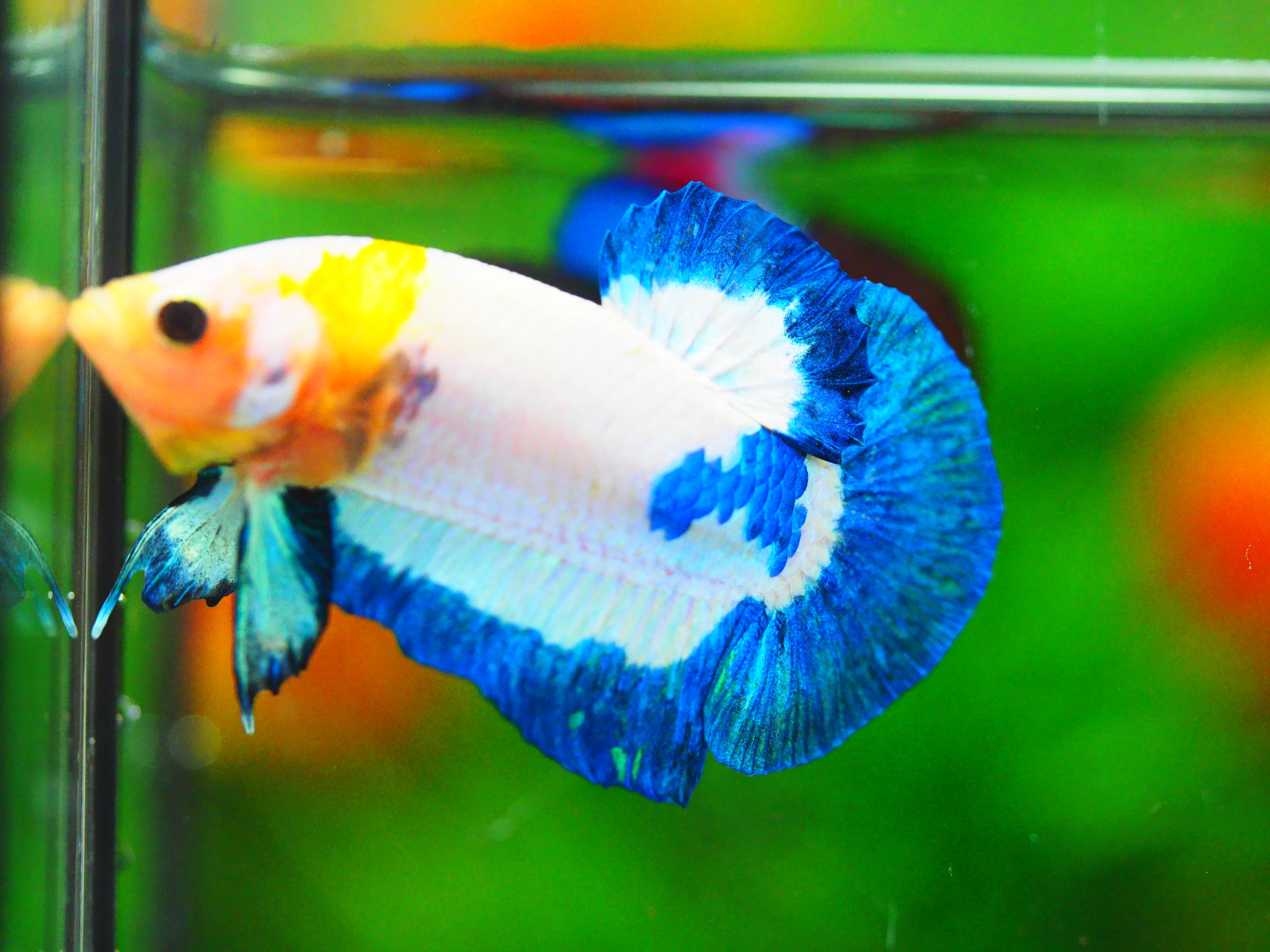 HMPK FANCY MALE GRADE A +++