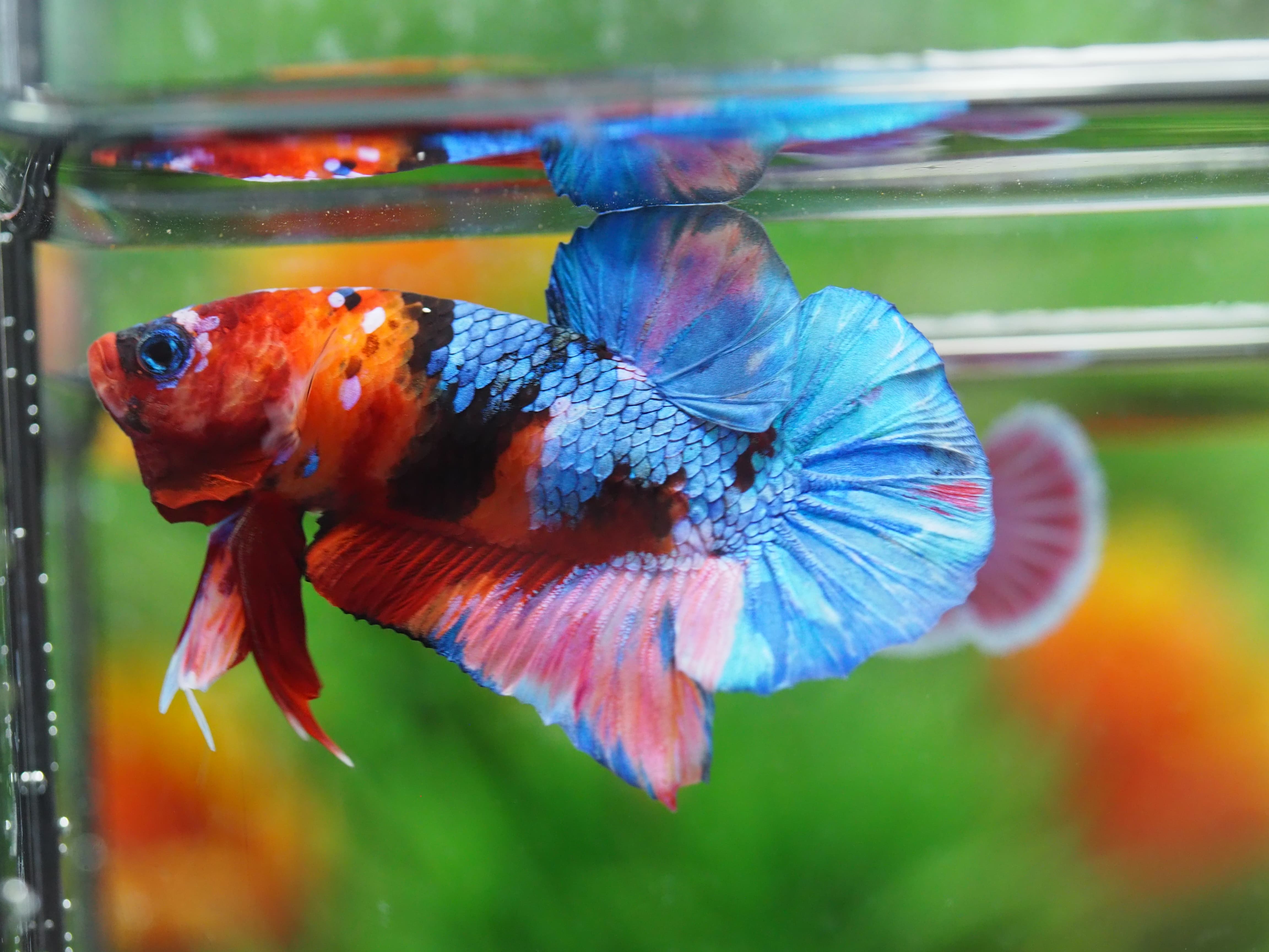 HMPK KOI GALAXY MALE GRADE A+++