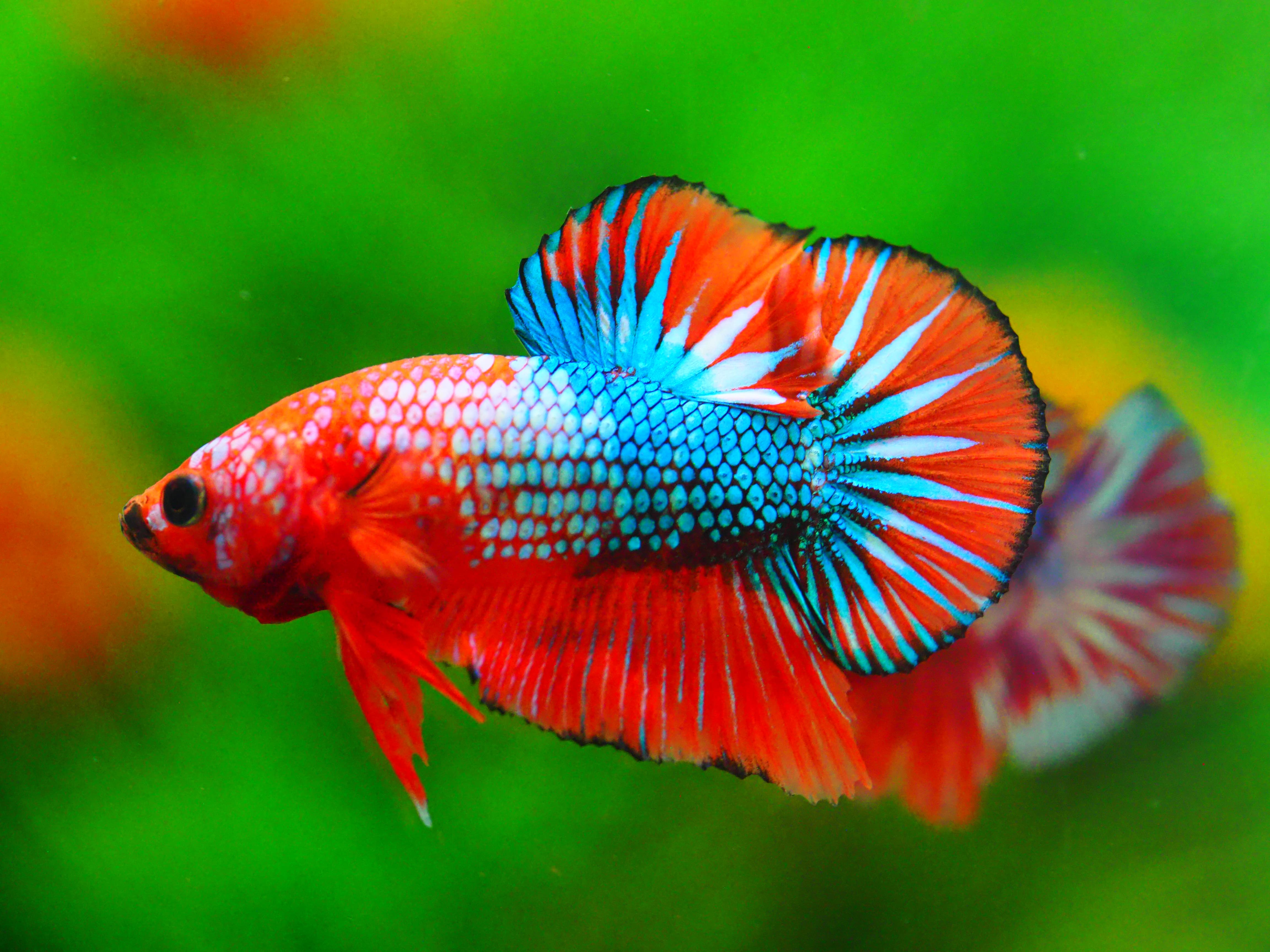 HMPK FANCY MALE GRADE A +++