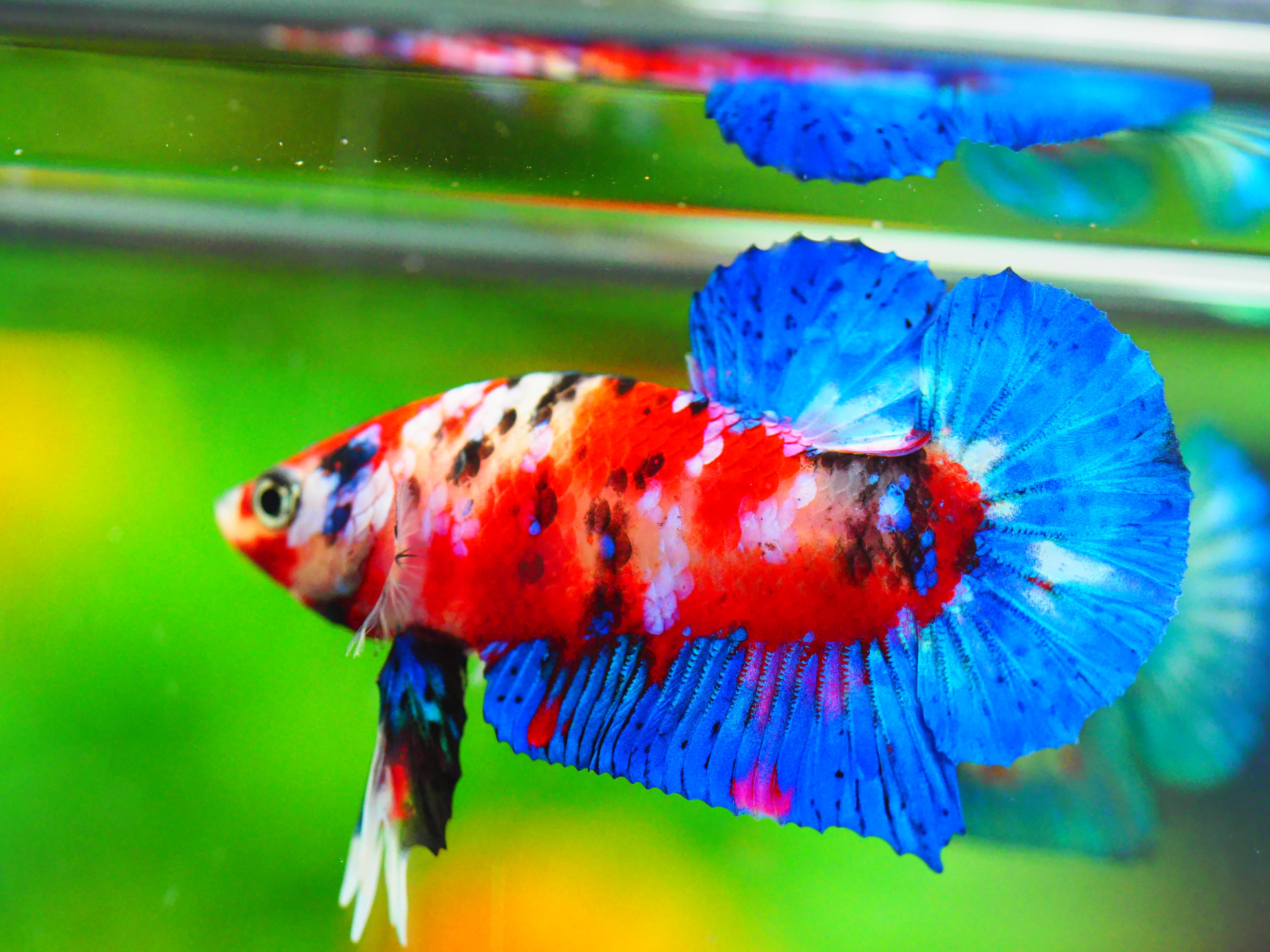 HMPK KOI GALAXY MALE GRADE A +++