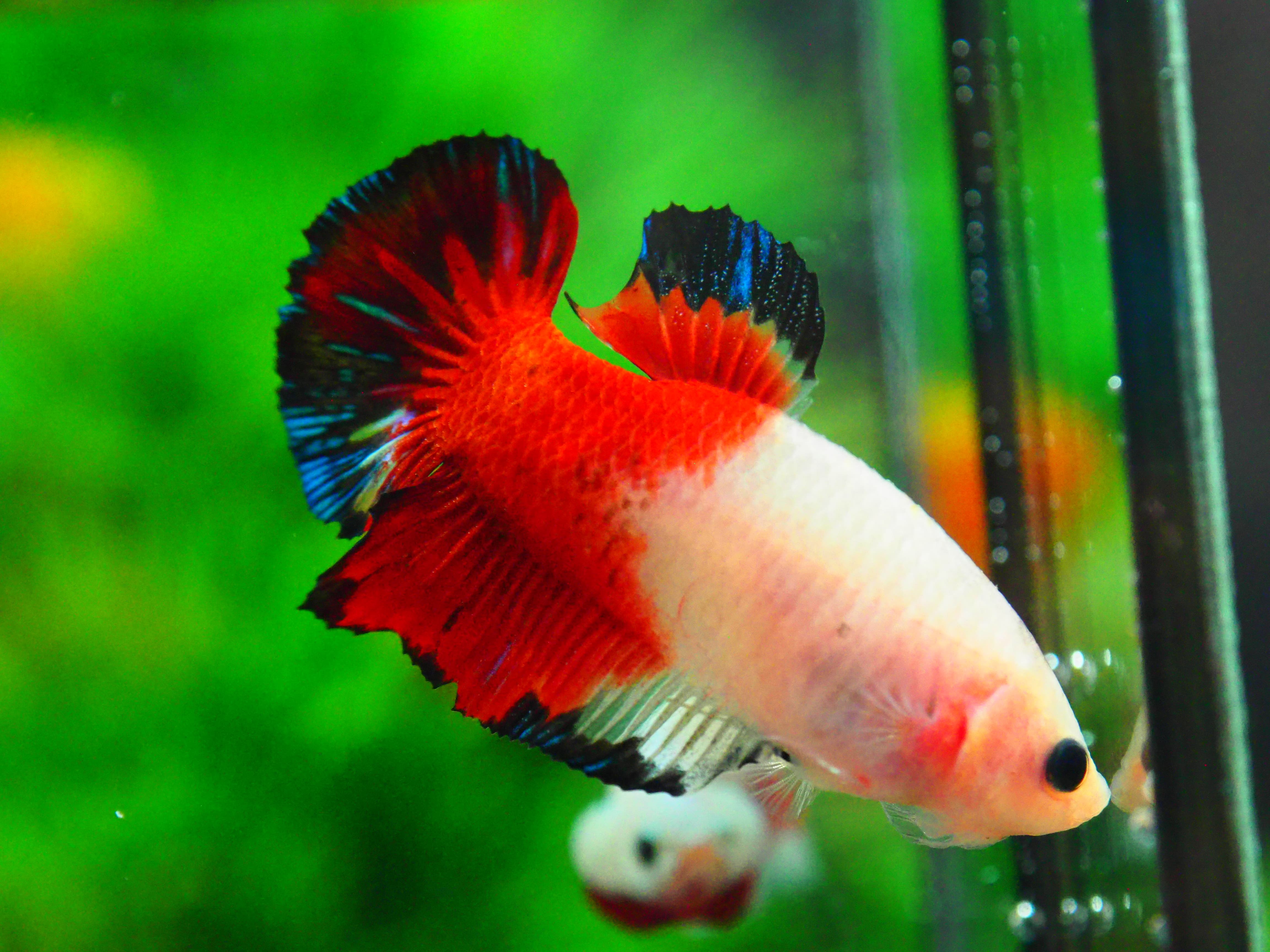 HMPK KOI GALAXY MALE GRADE A +++