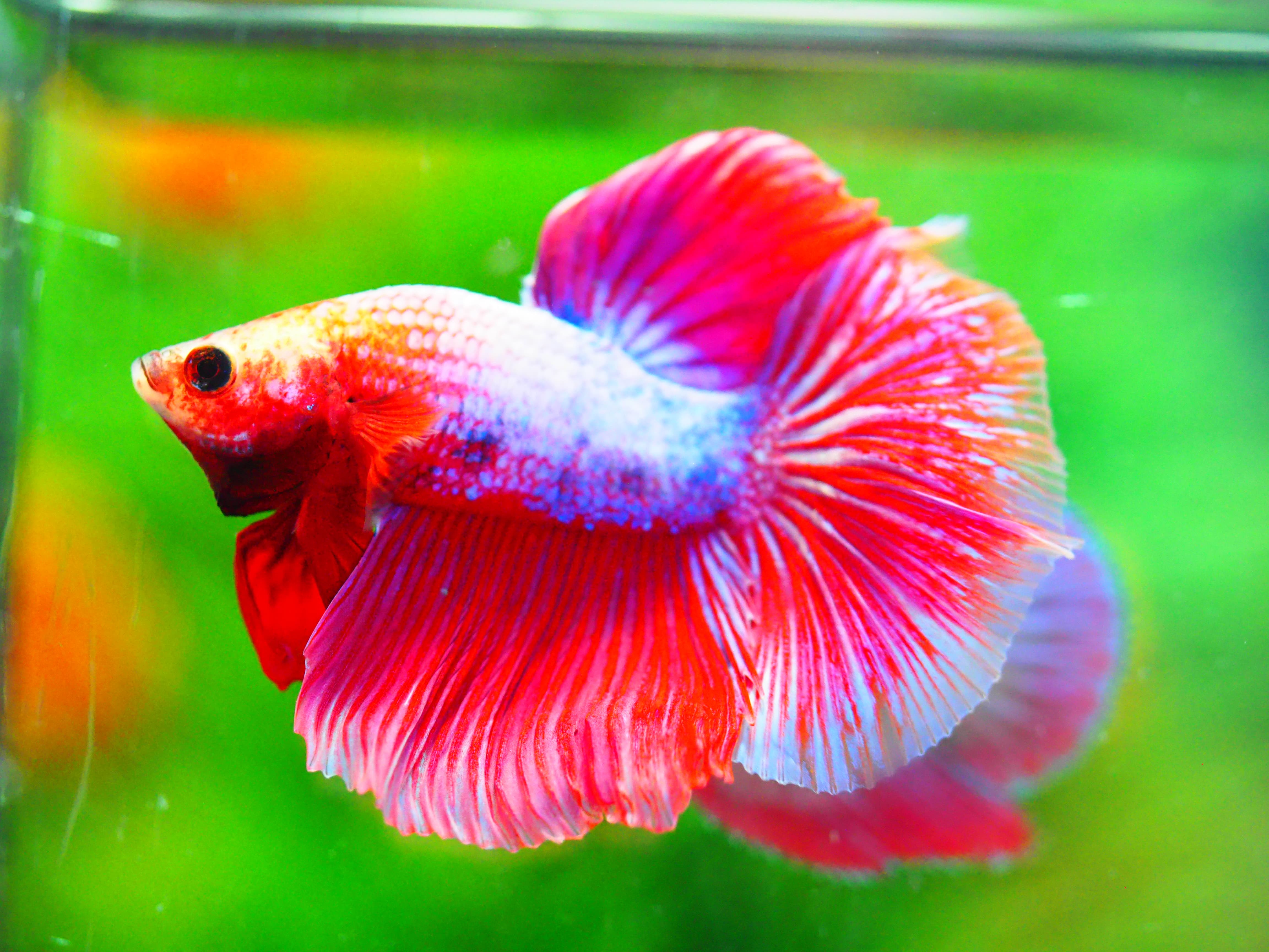 HM FANCY MALE GRADE A +++