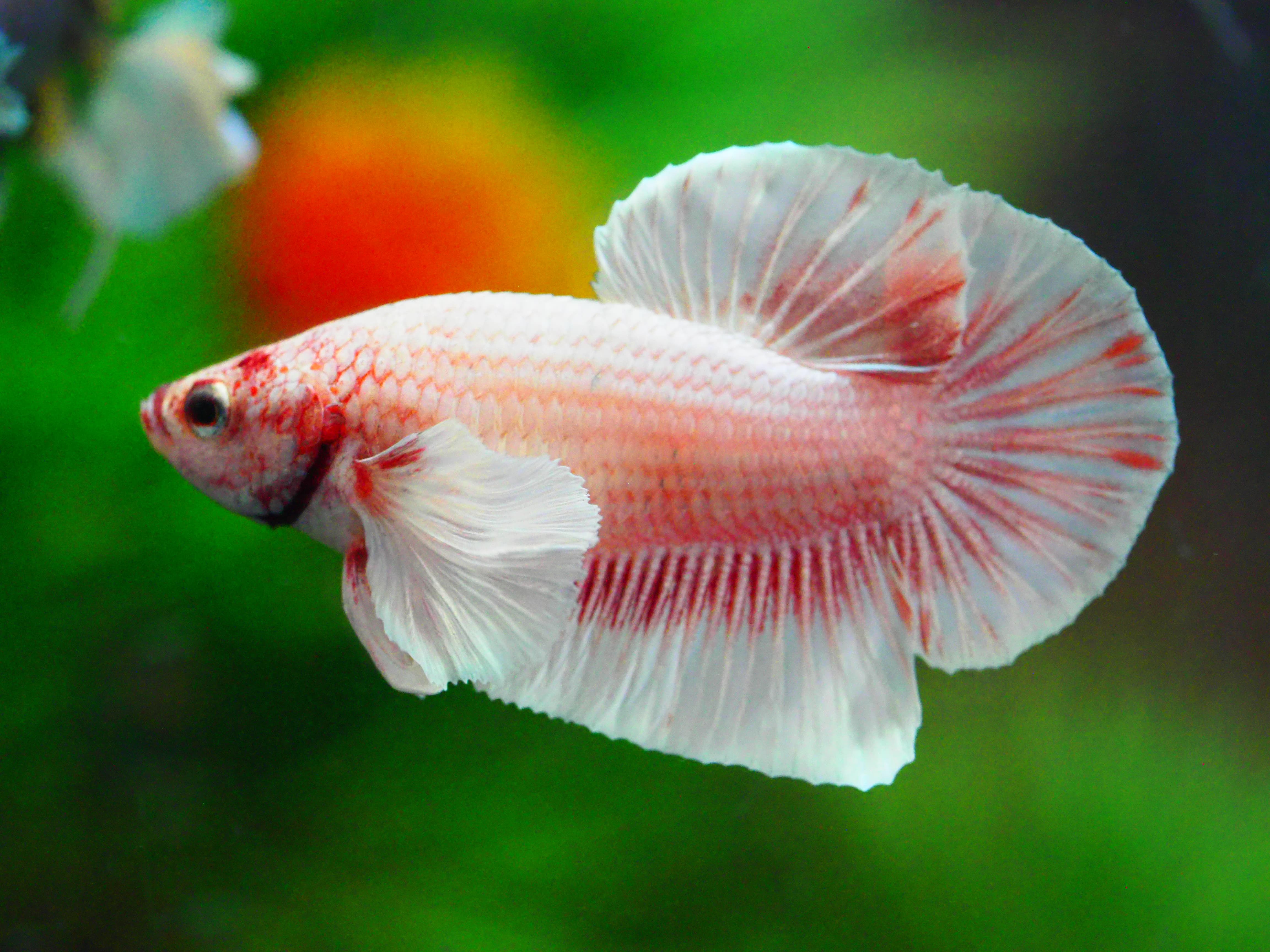 HMPK DUMBO MALE GRADE A +++