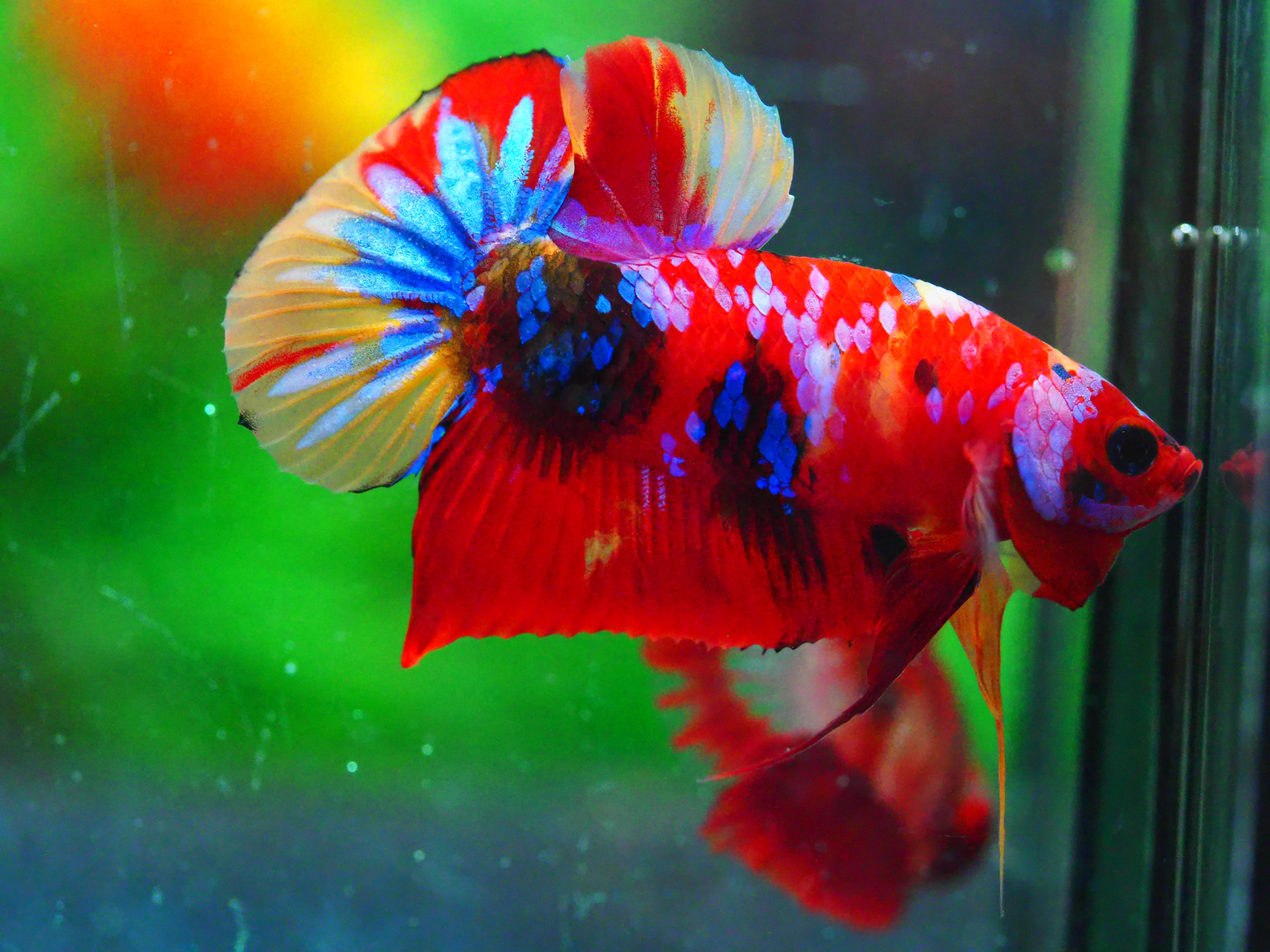 HMPK NEMO GALAXY MALE GRADE A +++