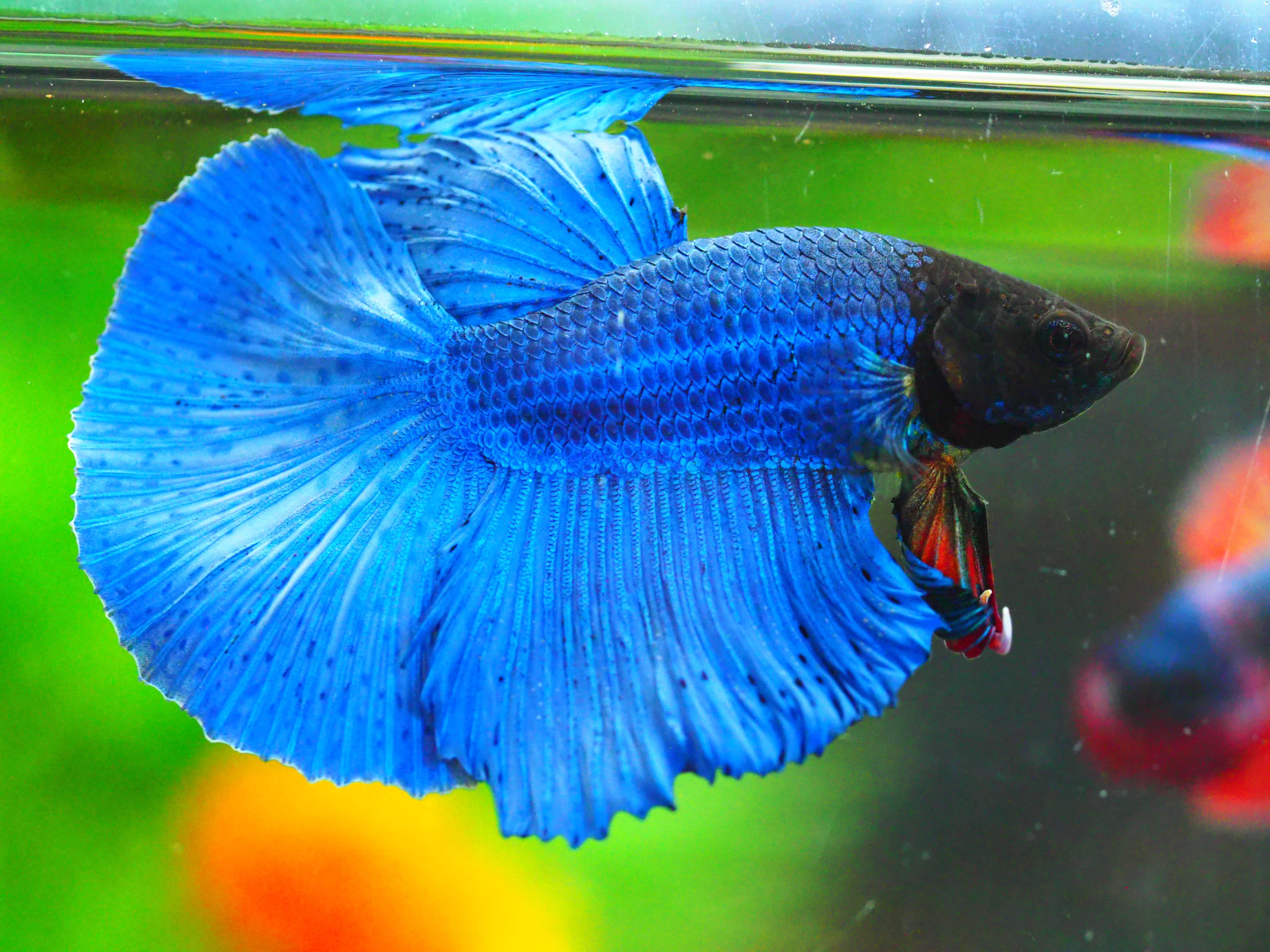 HM FANCY MALE GRADE A +++