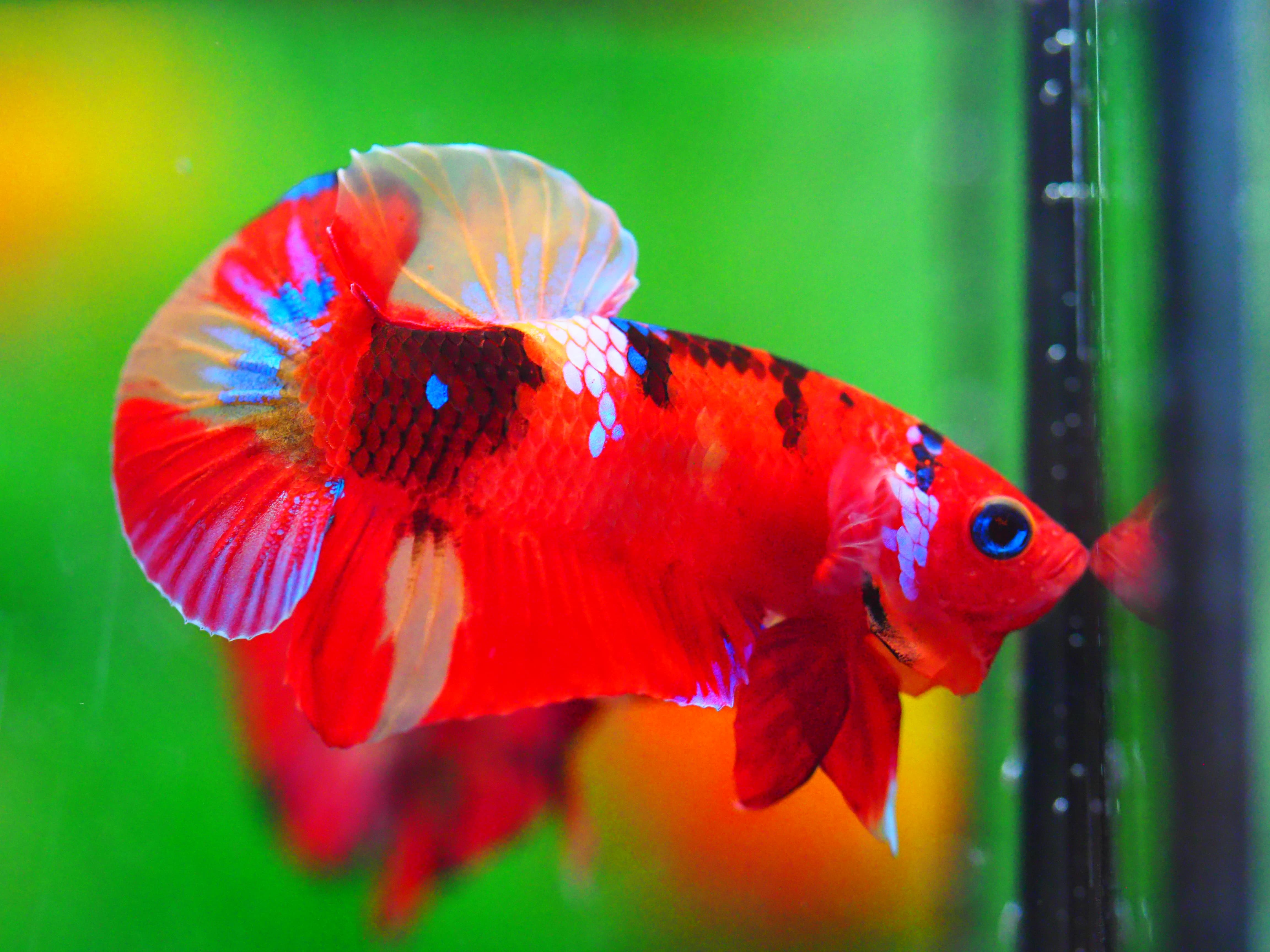 HMPK NEMO GALAXY MALE GRADE A +++