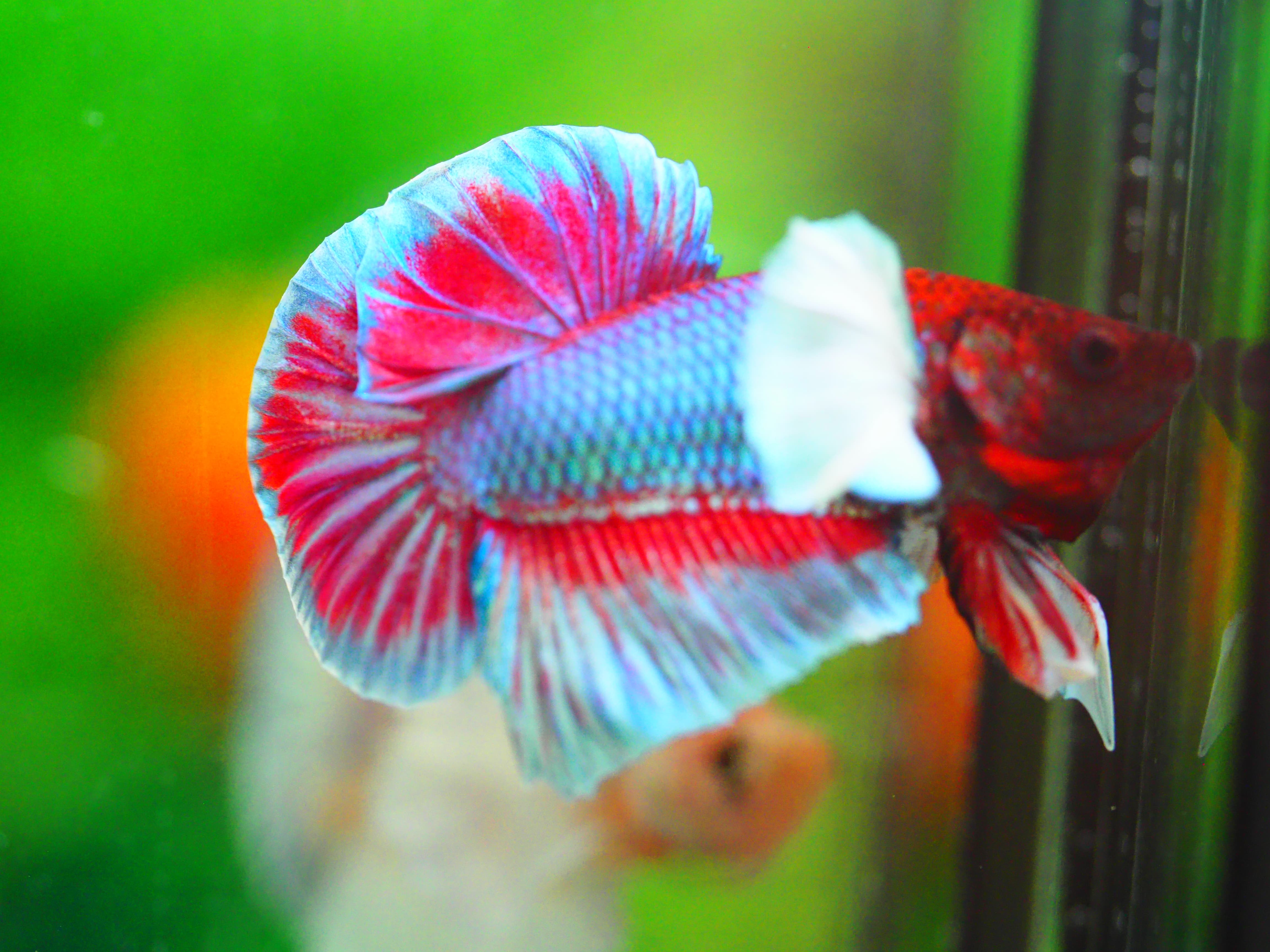 HMPK DUMBO MALE GRADE A +++