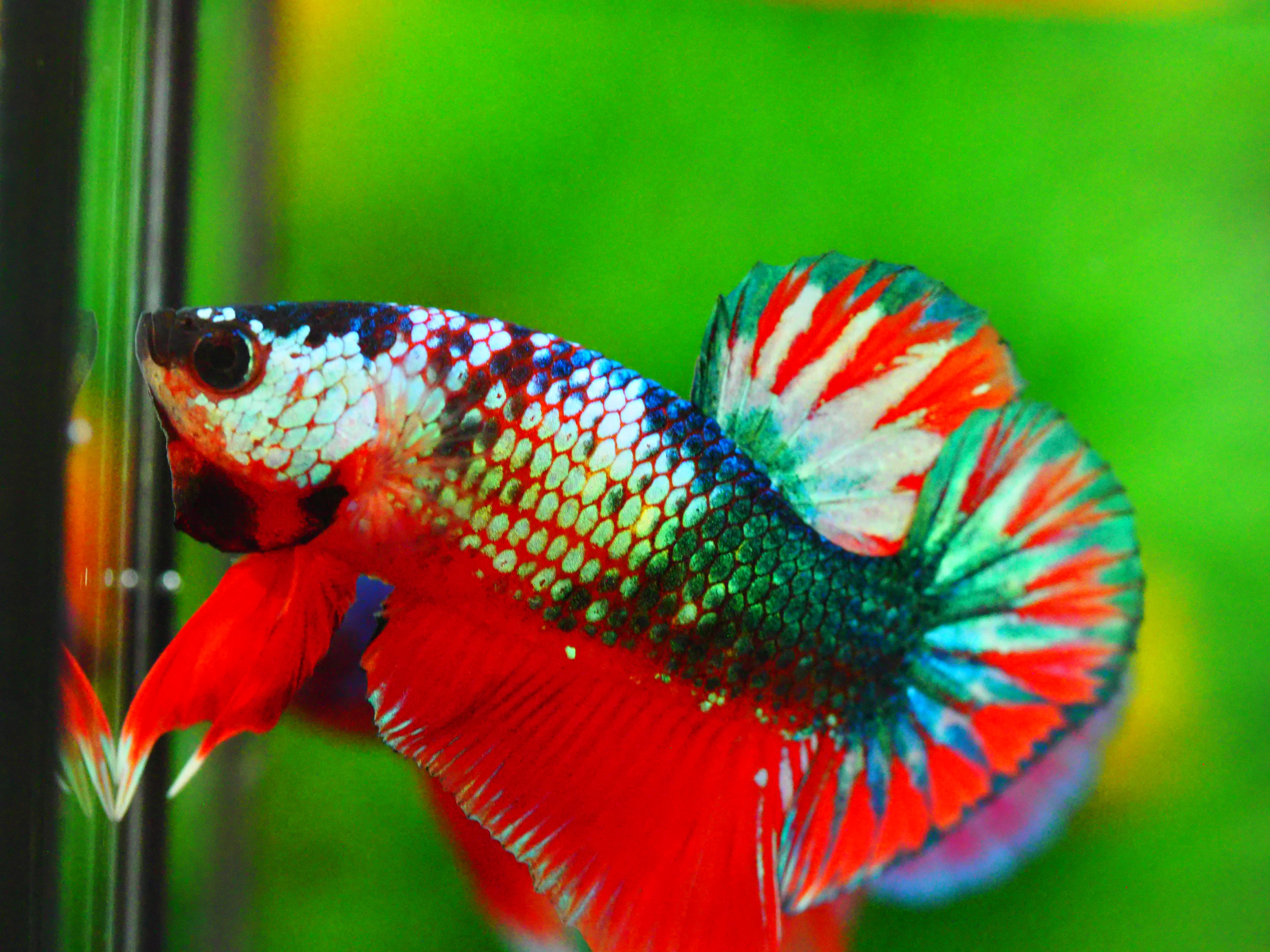 HMPK FANCY MALE GRADE A +++