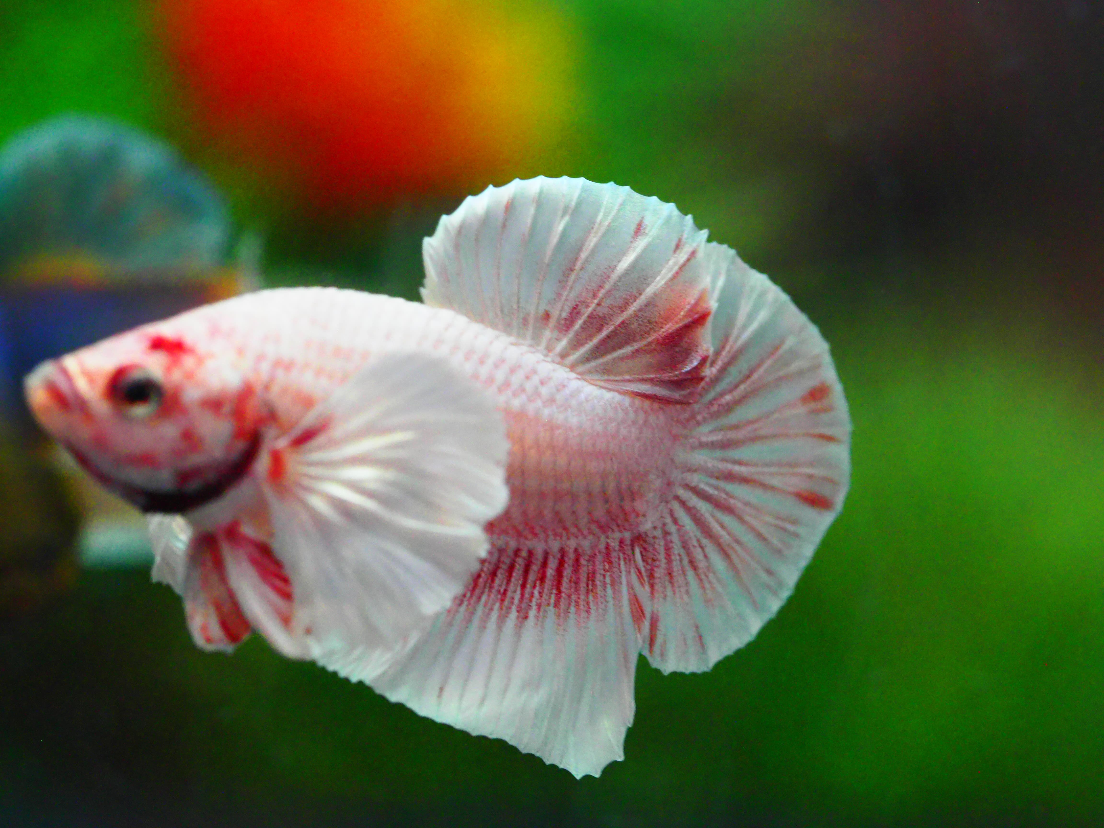 HMPK DUMBO MALE GRADE A +++