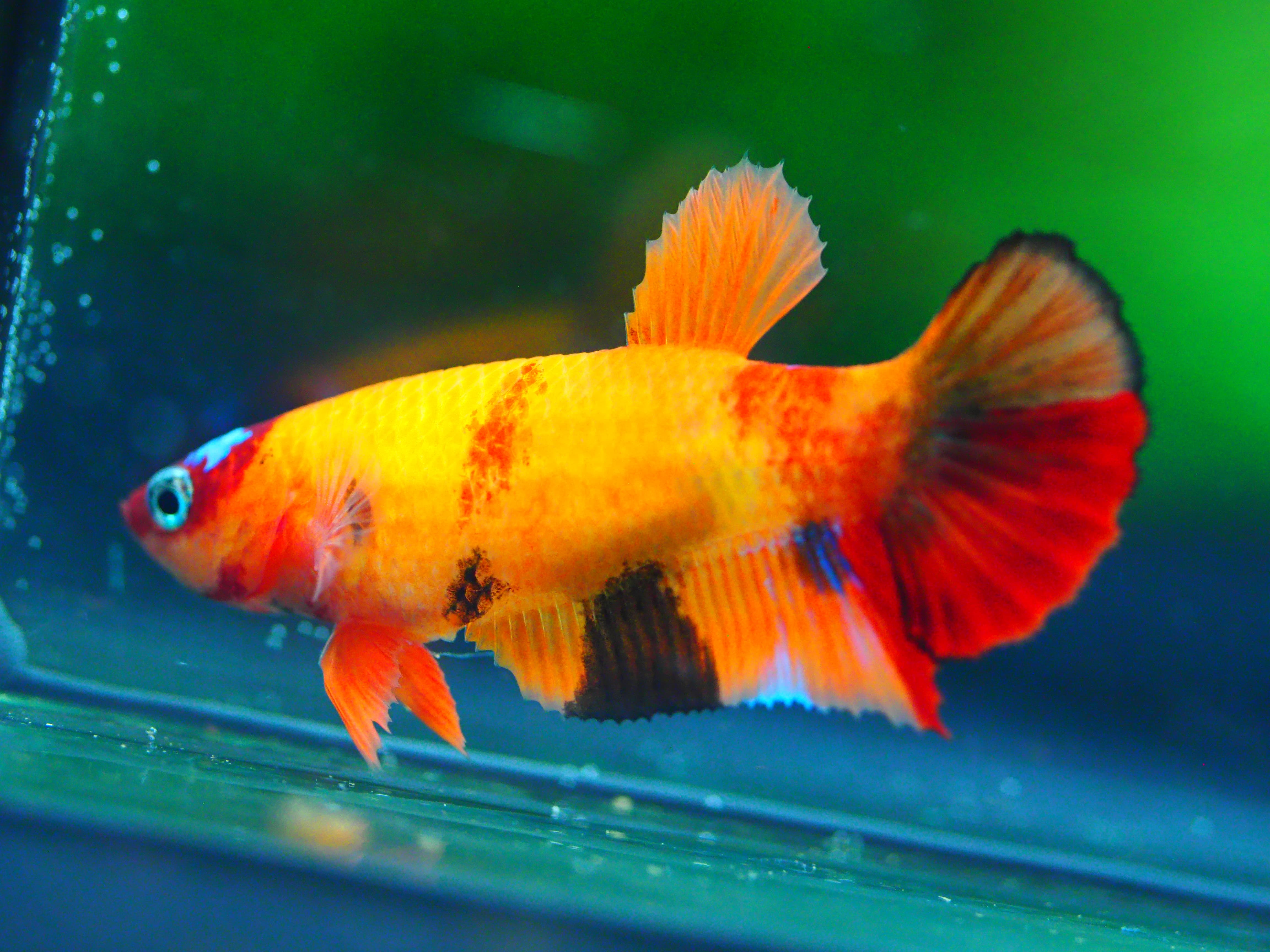 HMPK NEMO GALAXY FEMALE GRADE A +++