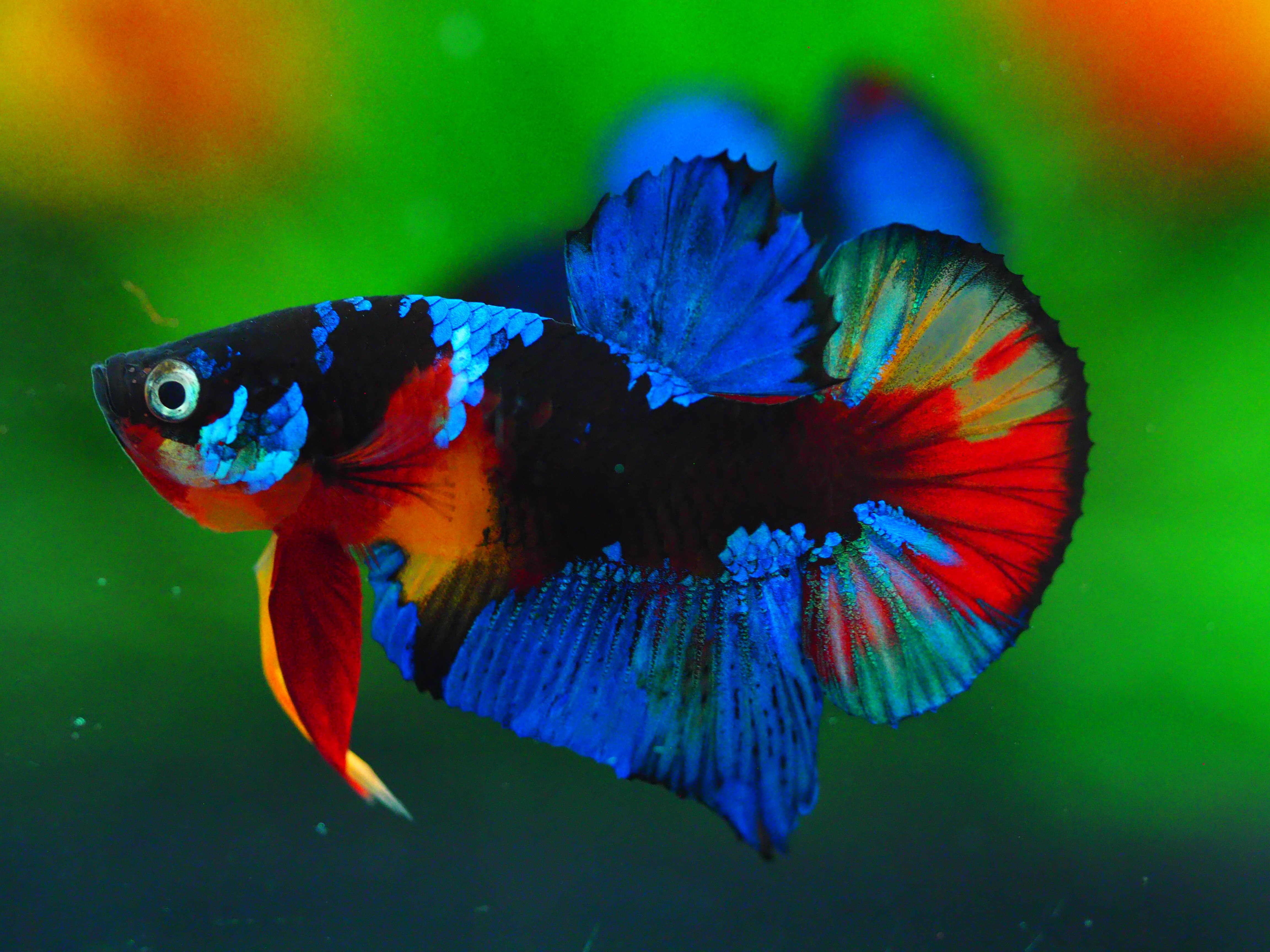 HMPK KOI GALAXY MALE GRADE A +++