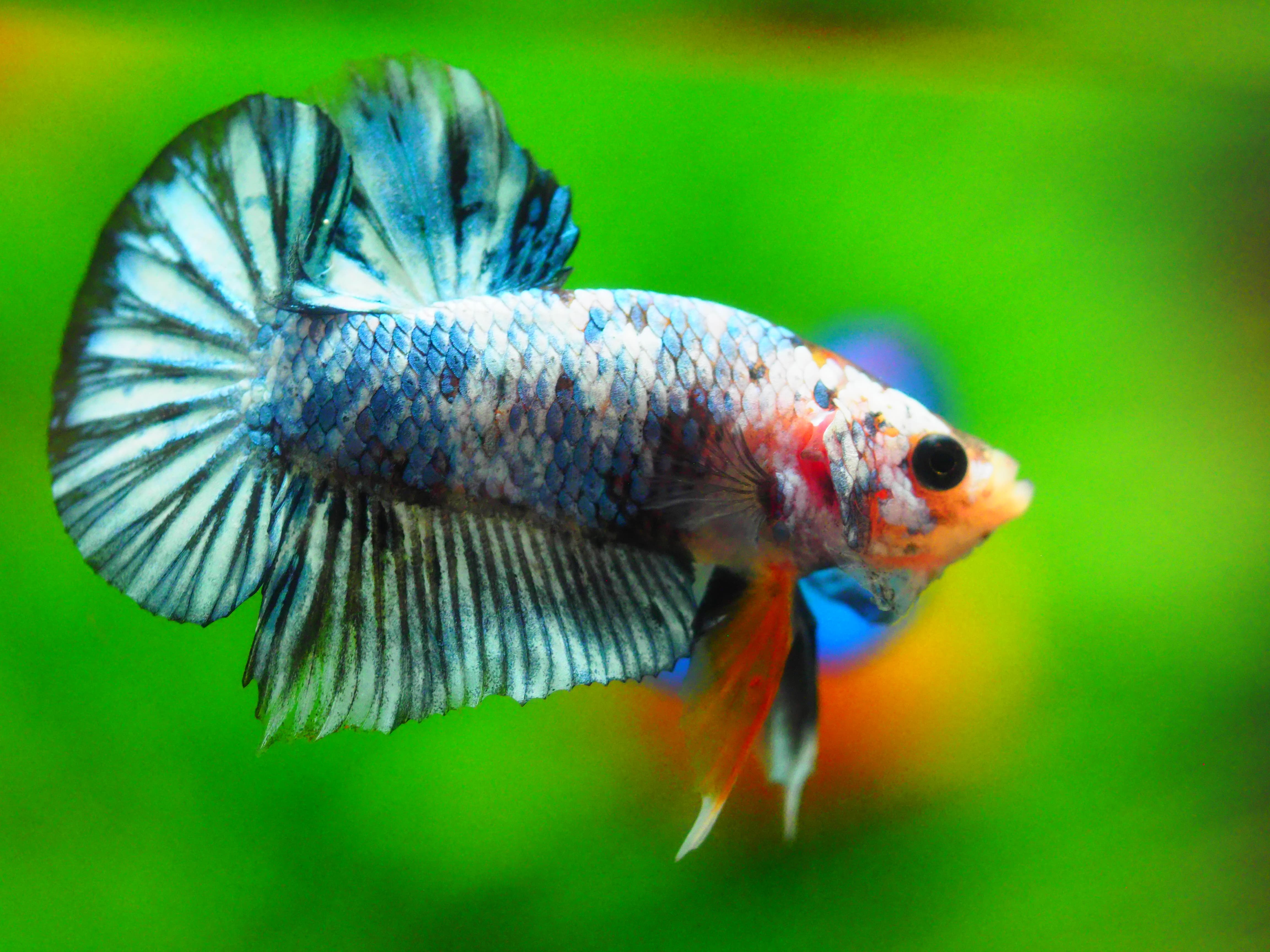 HMPK FANCY MALE GRADE A +++