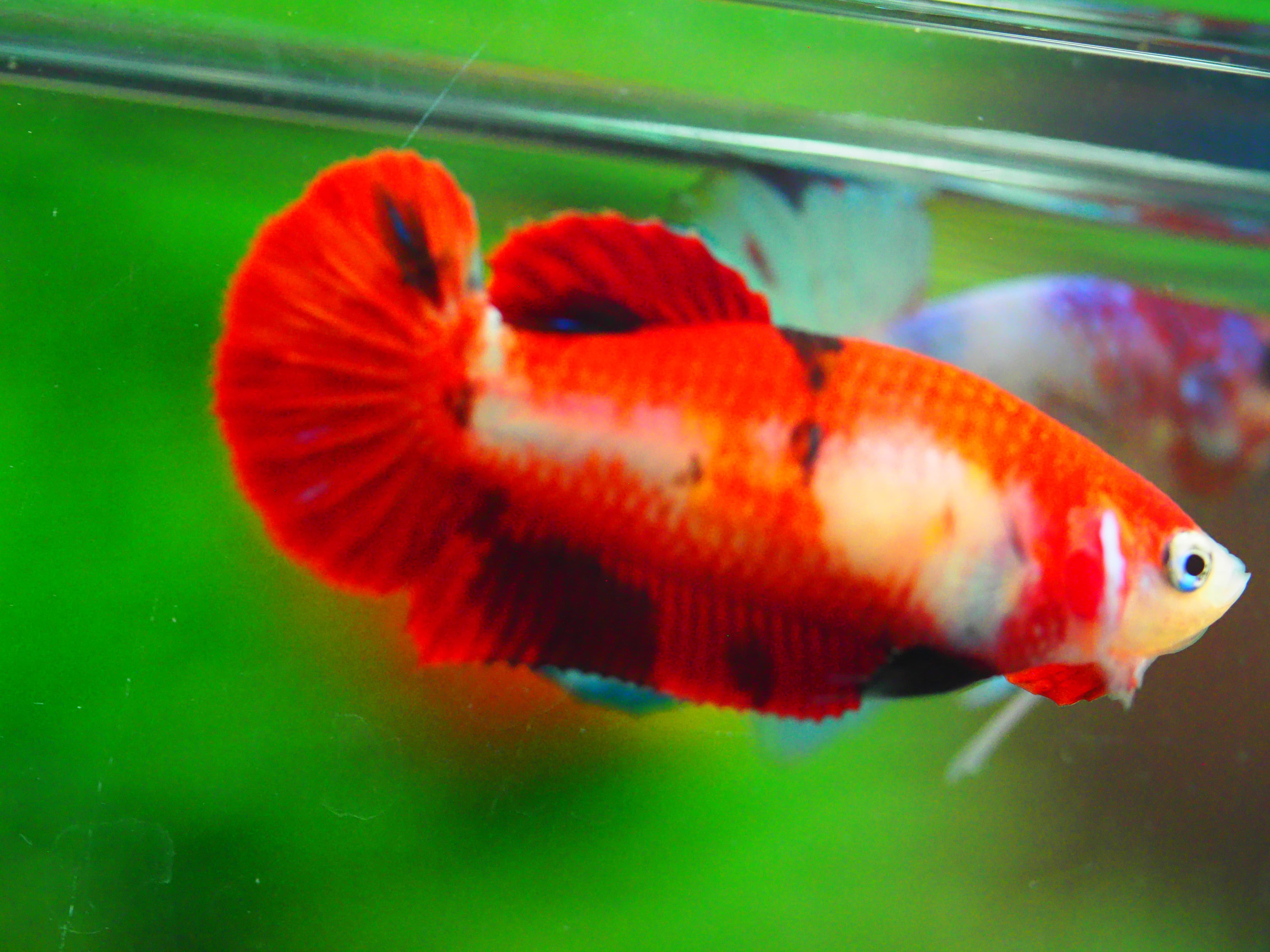 HMPK KOI GALAXY FNMALE GRADE A +++