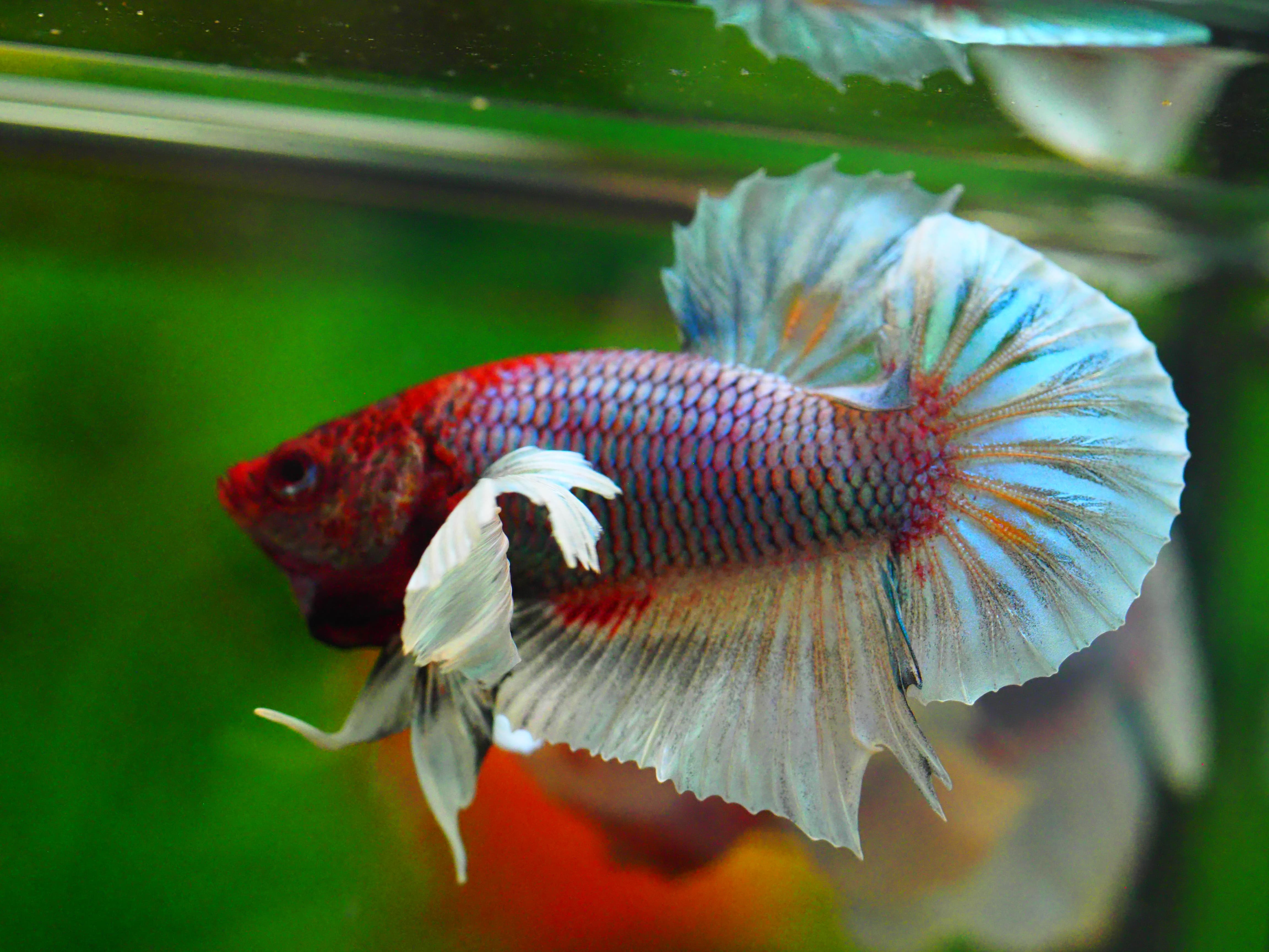 HMPK DUMBO MALE GRADE C