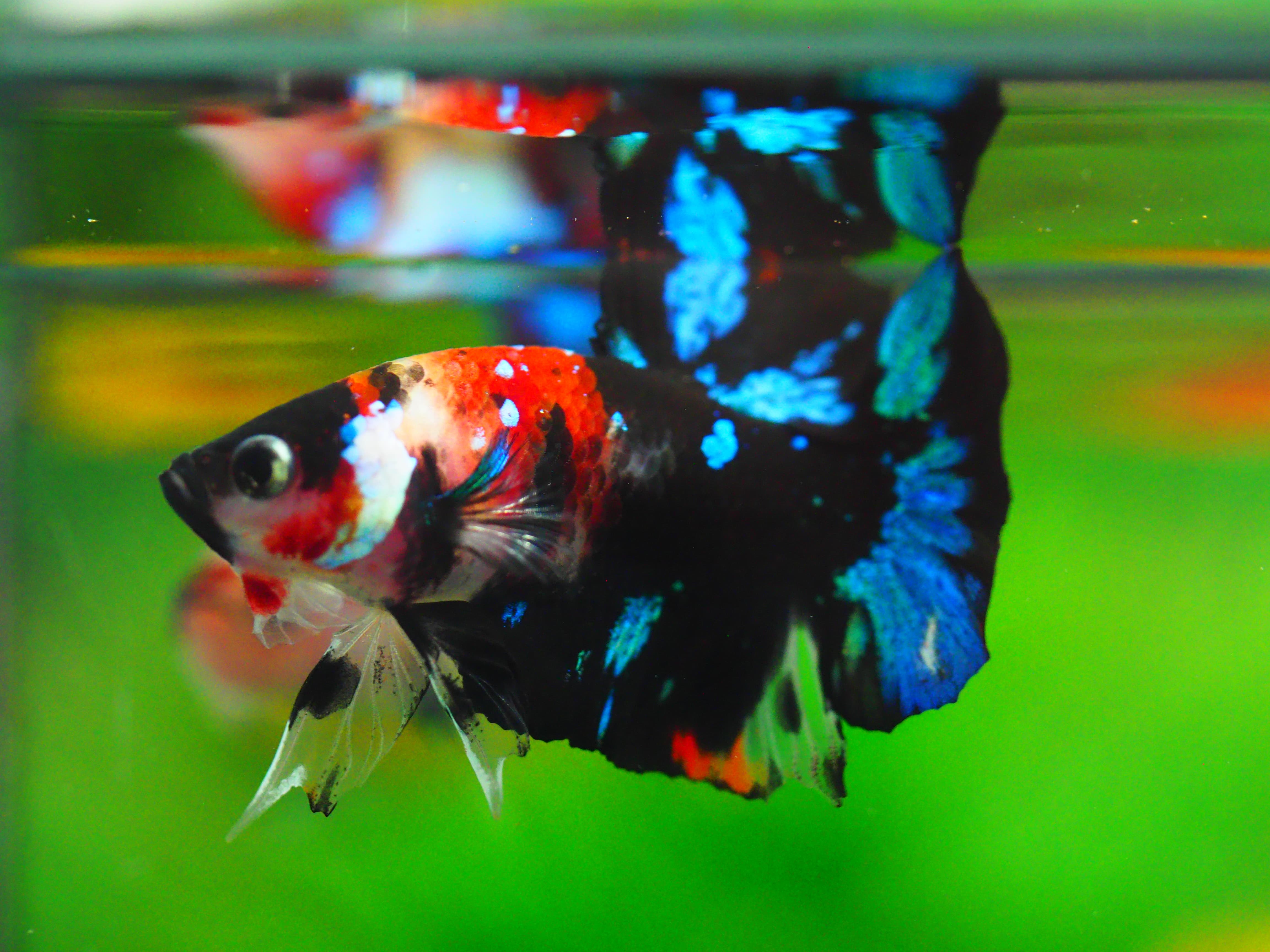 HMPK KOI GALAXY MALE GRADE A +++