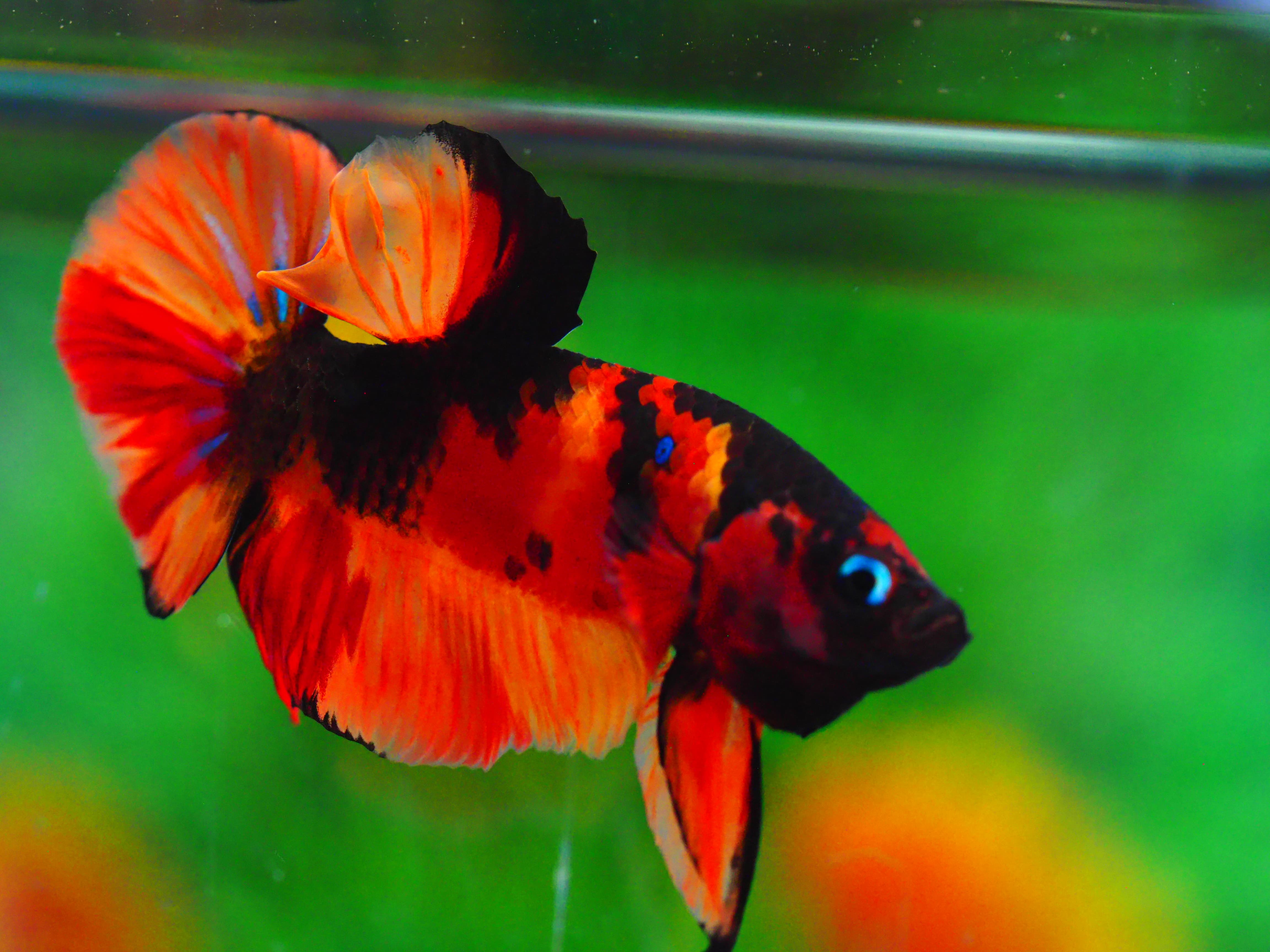 HMPK NEMO GALAXY MALE GRADE A +++