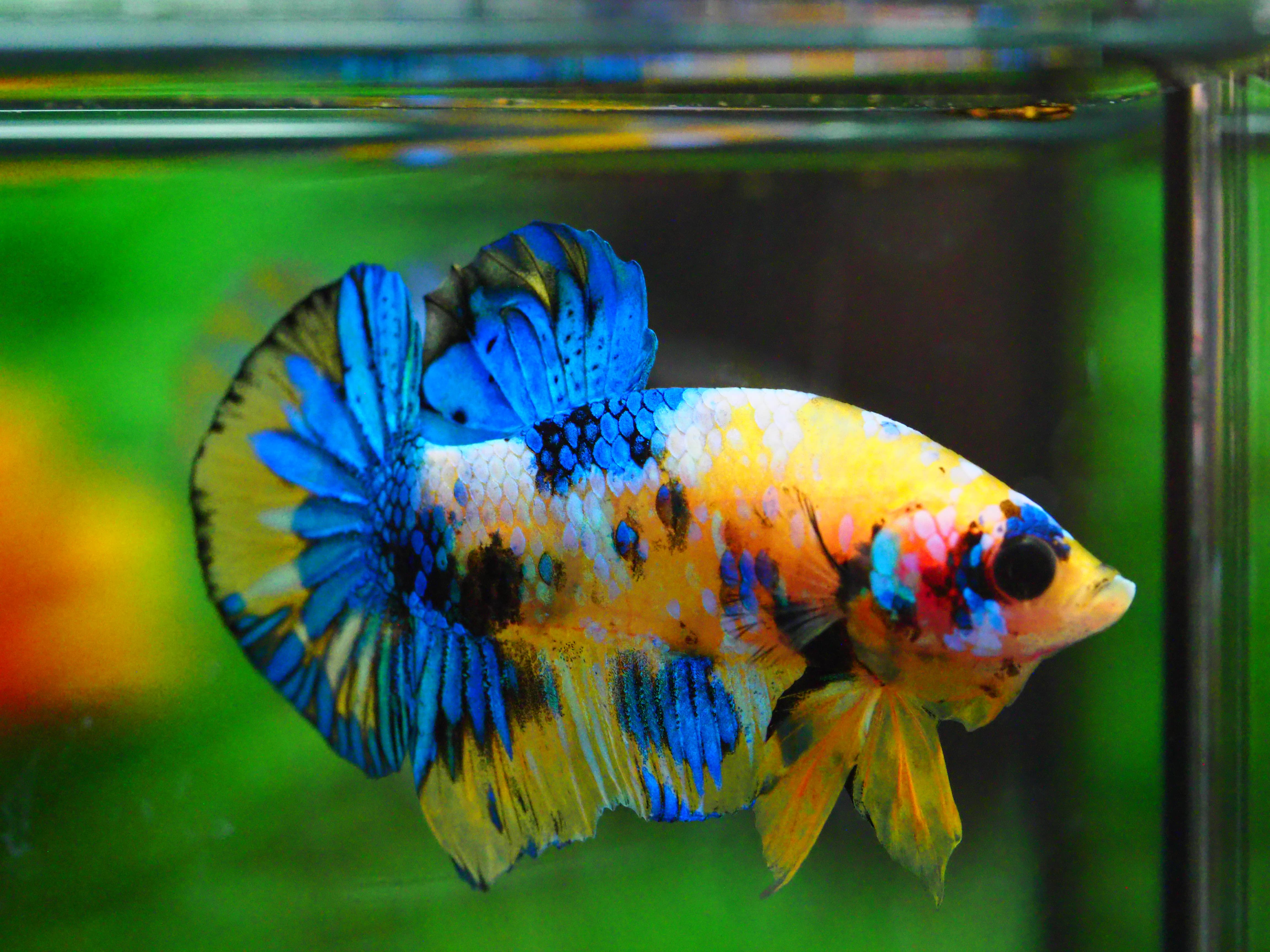 HMPK KOI YELLOW MALE GRADE A +++