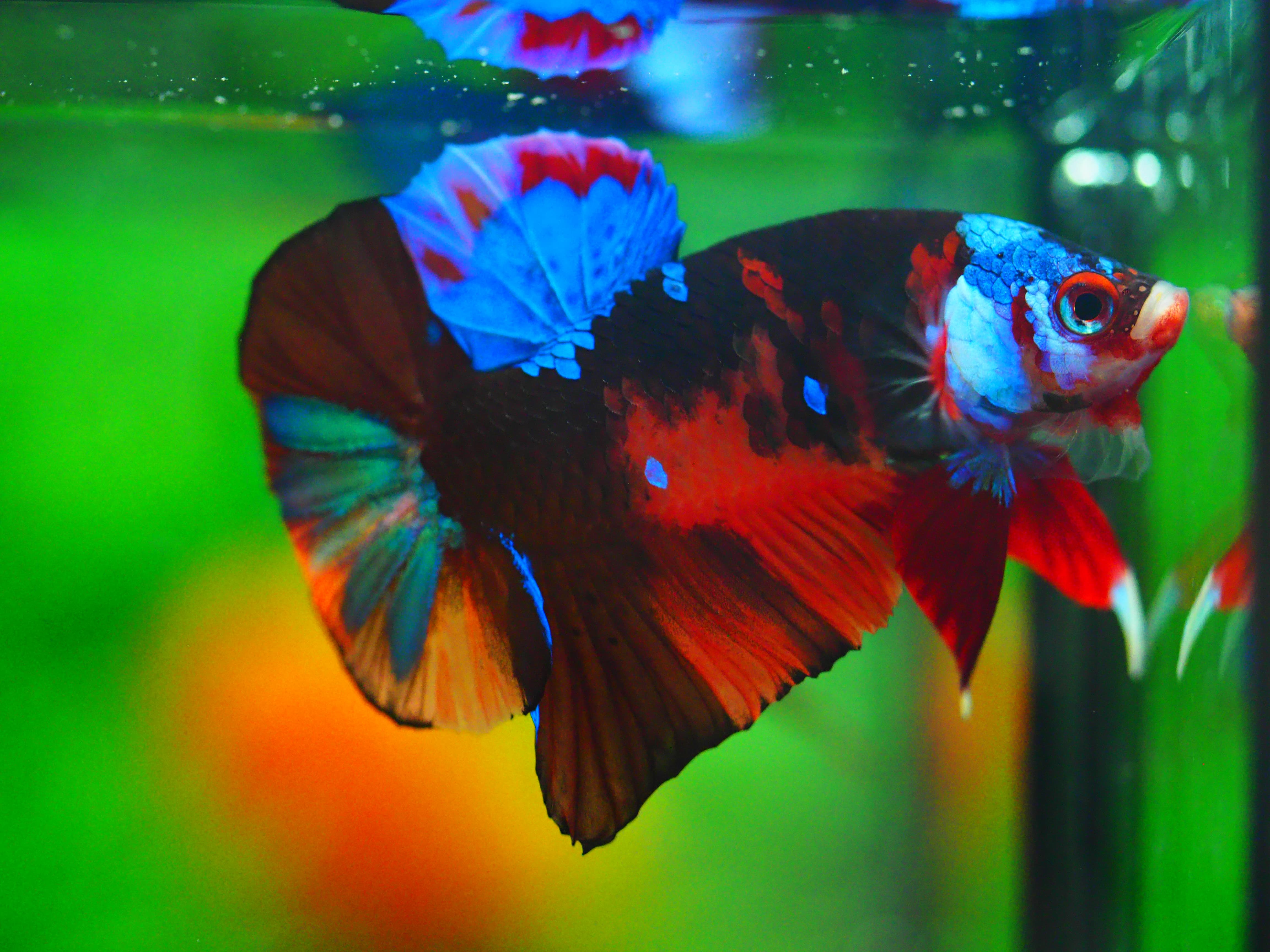 HMPK NEMO GALAXY MALE GRADE A +++