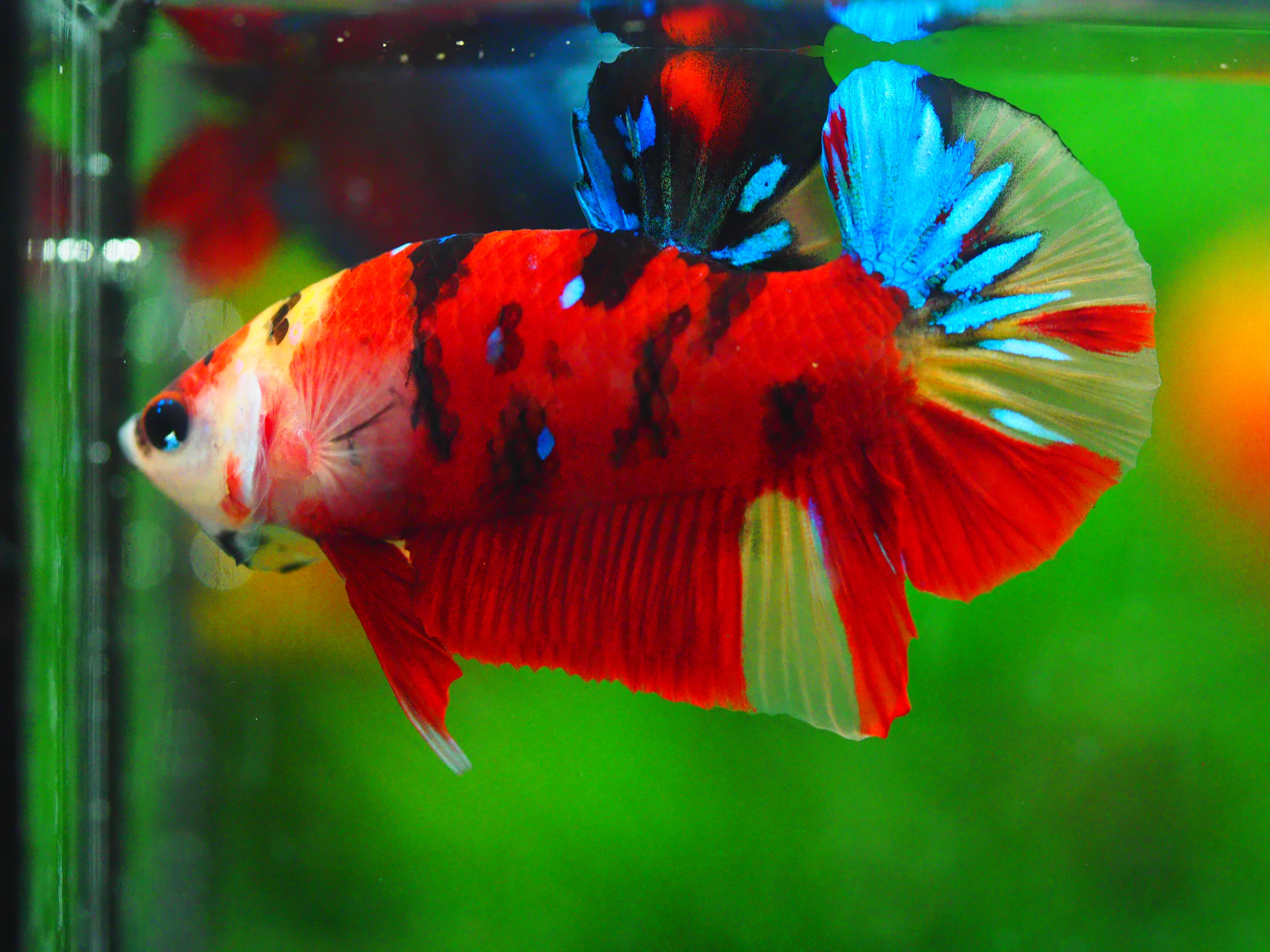 HMPK NEMO GALAXY MALE GRADE A +++