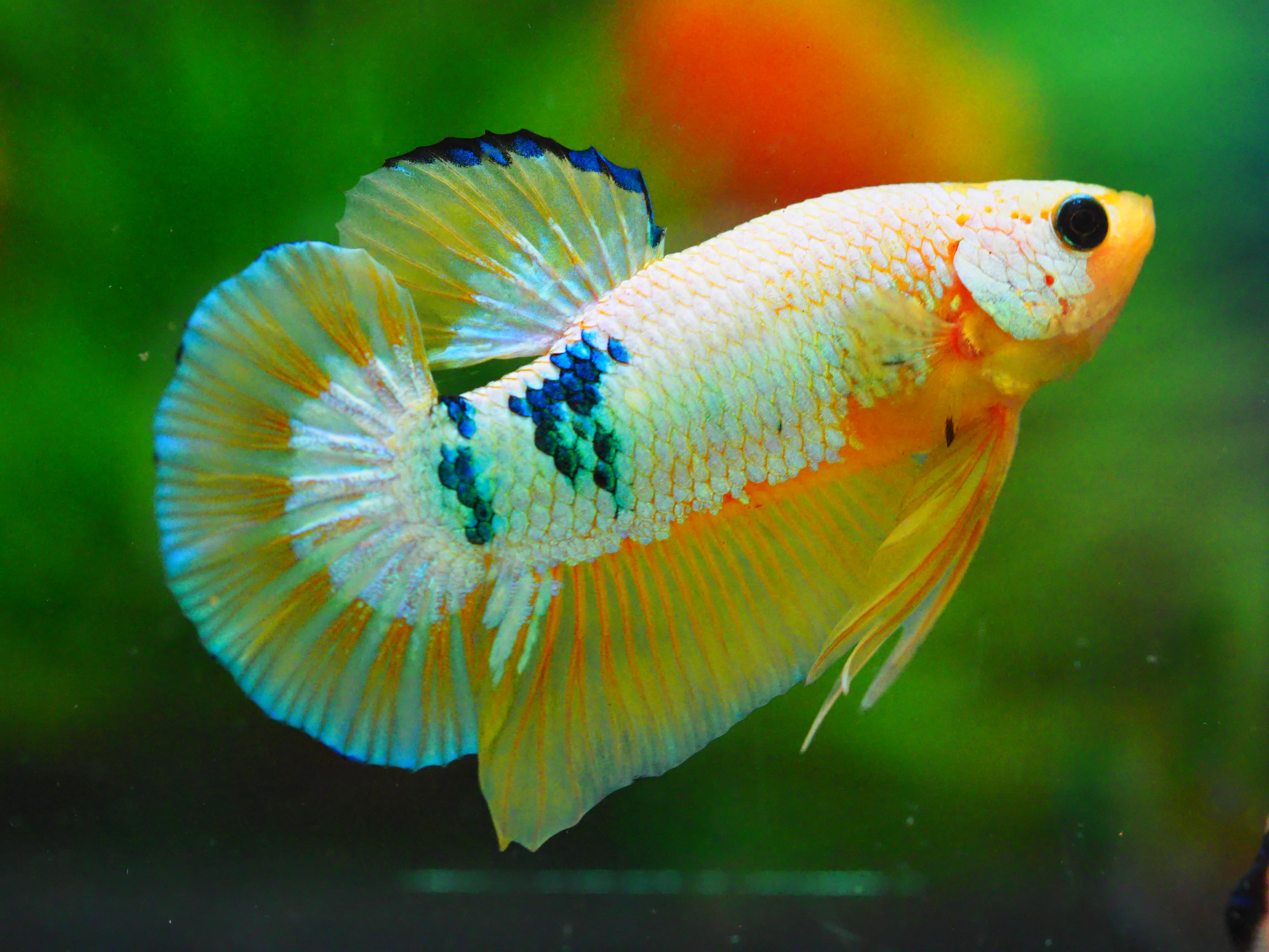 HMPK FANCY MALE GRADE A +++